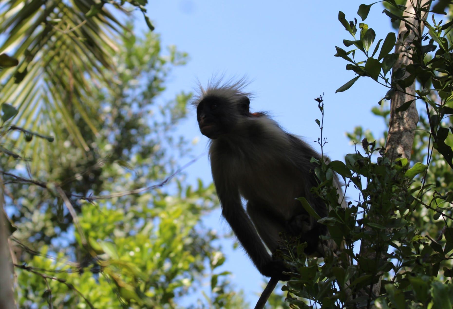 Zanzibar: Jozani Forest & Salaam Cave Sea Turtle Tour