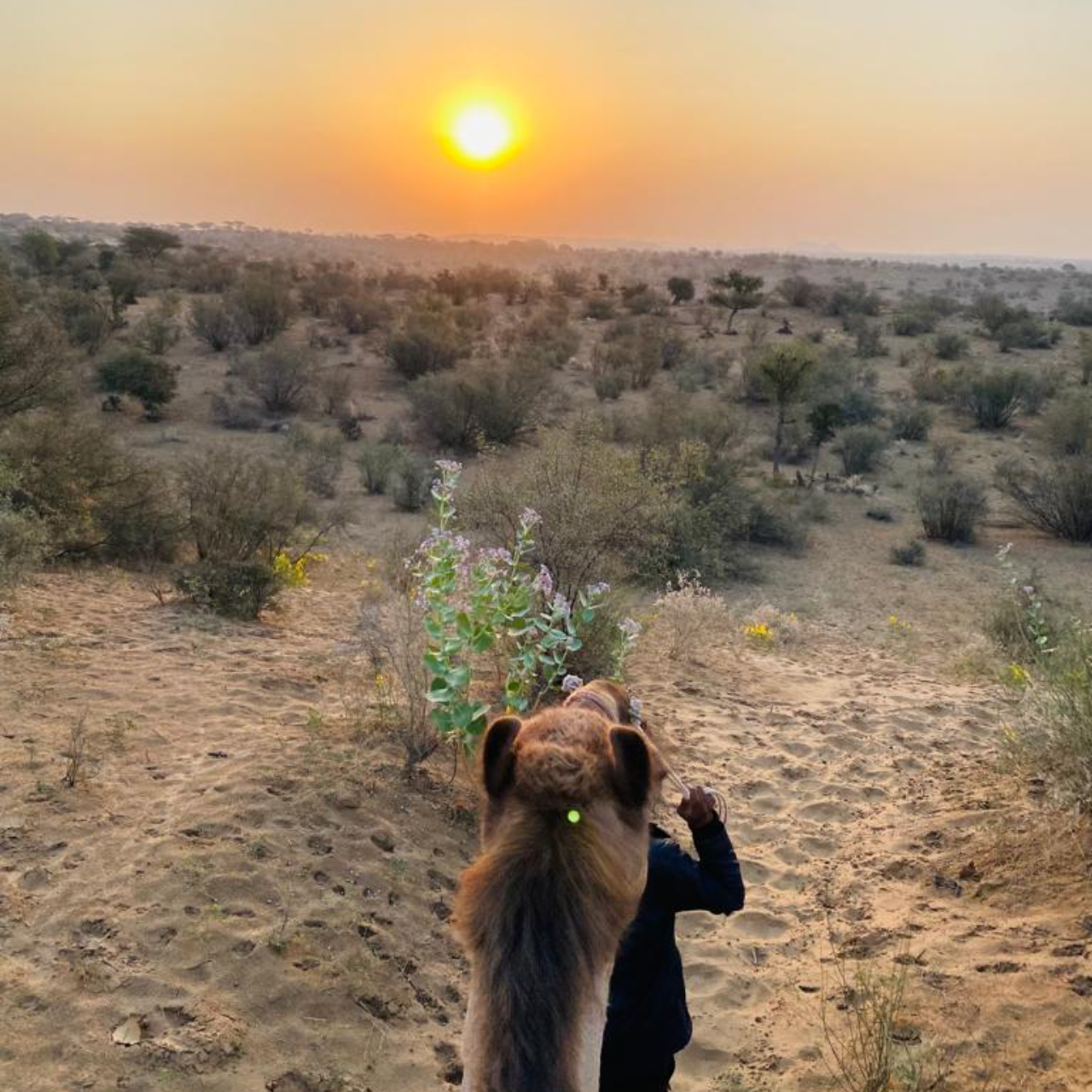 Thar Desert Overnight Camel Safari & Village Stay