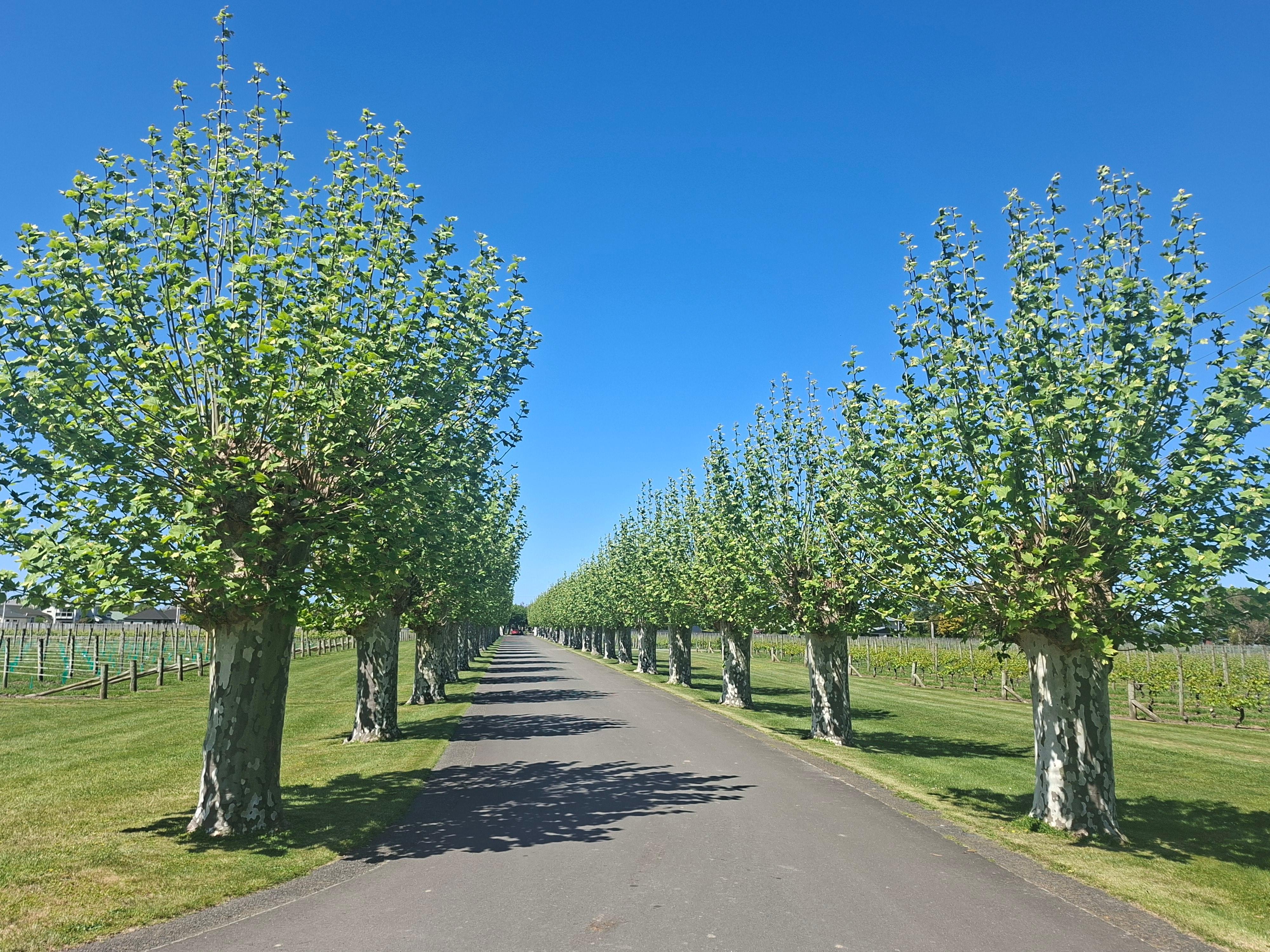 Napier Winery Tour with Gourmet Lunch & Tastings