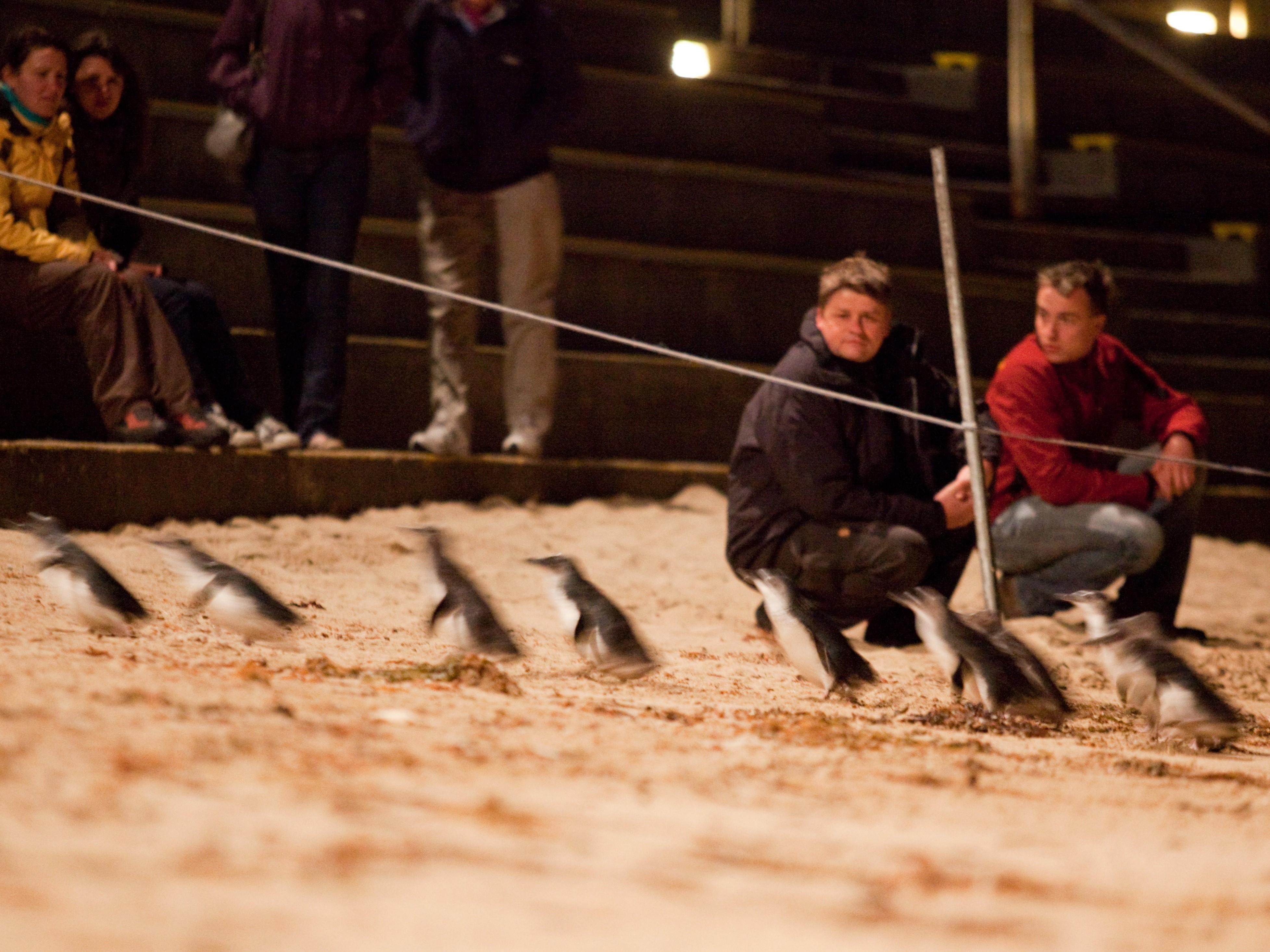 Phillip Island Wildlife & Penguin Parade Day Tour