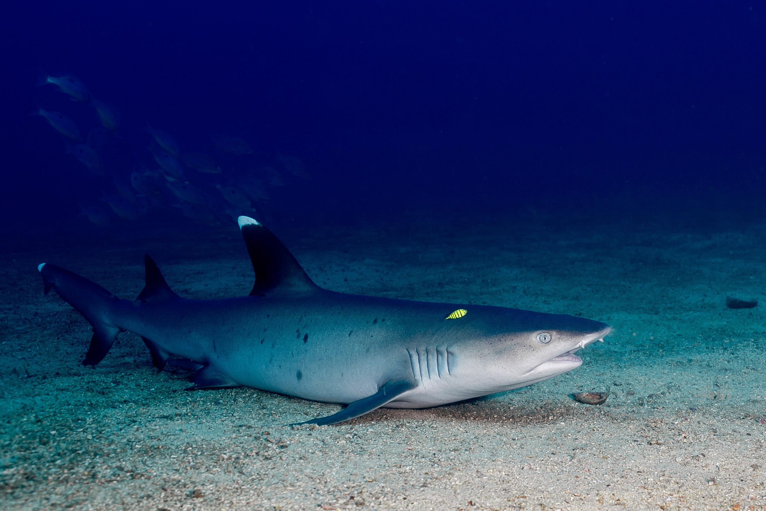 Cabo San Lucas Marine Park: Two-Tank Scuba Diving Adventure