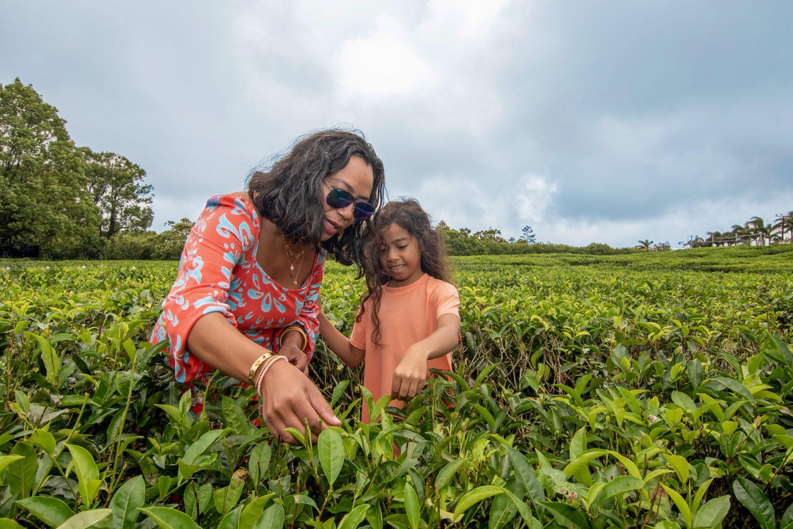 Mauritius Tea Route: Colonial Estates & Plantation Experience