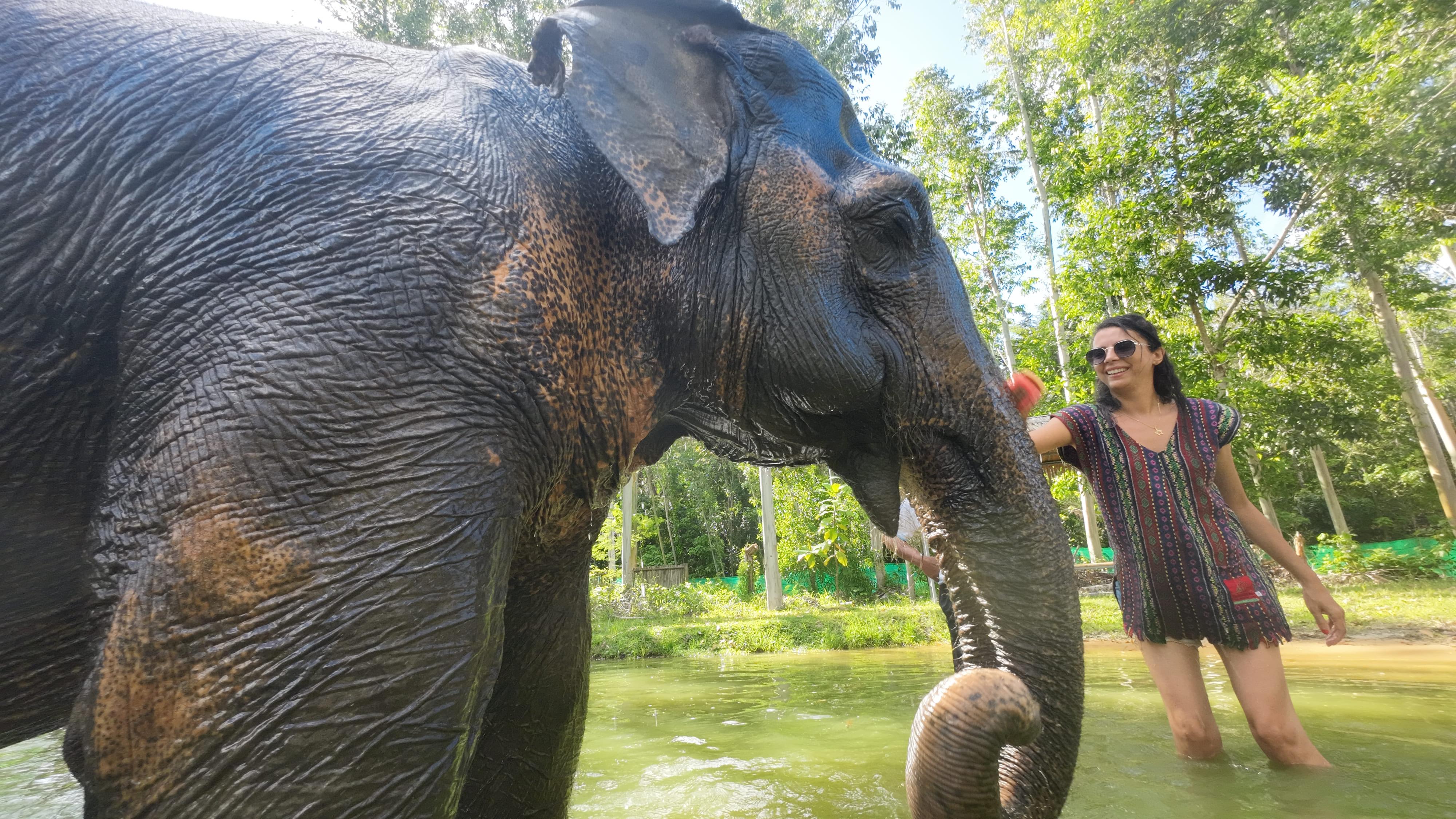 Ethical Elephant Sanctuary Experience in Phuket
