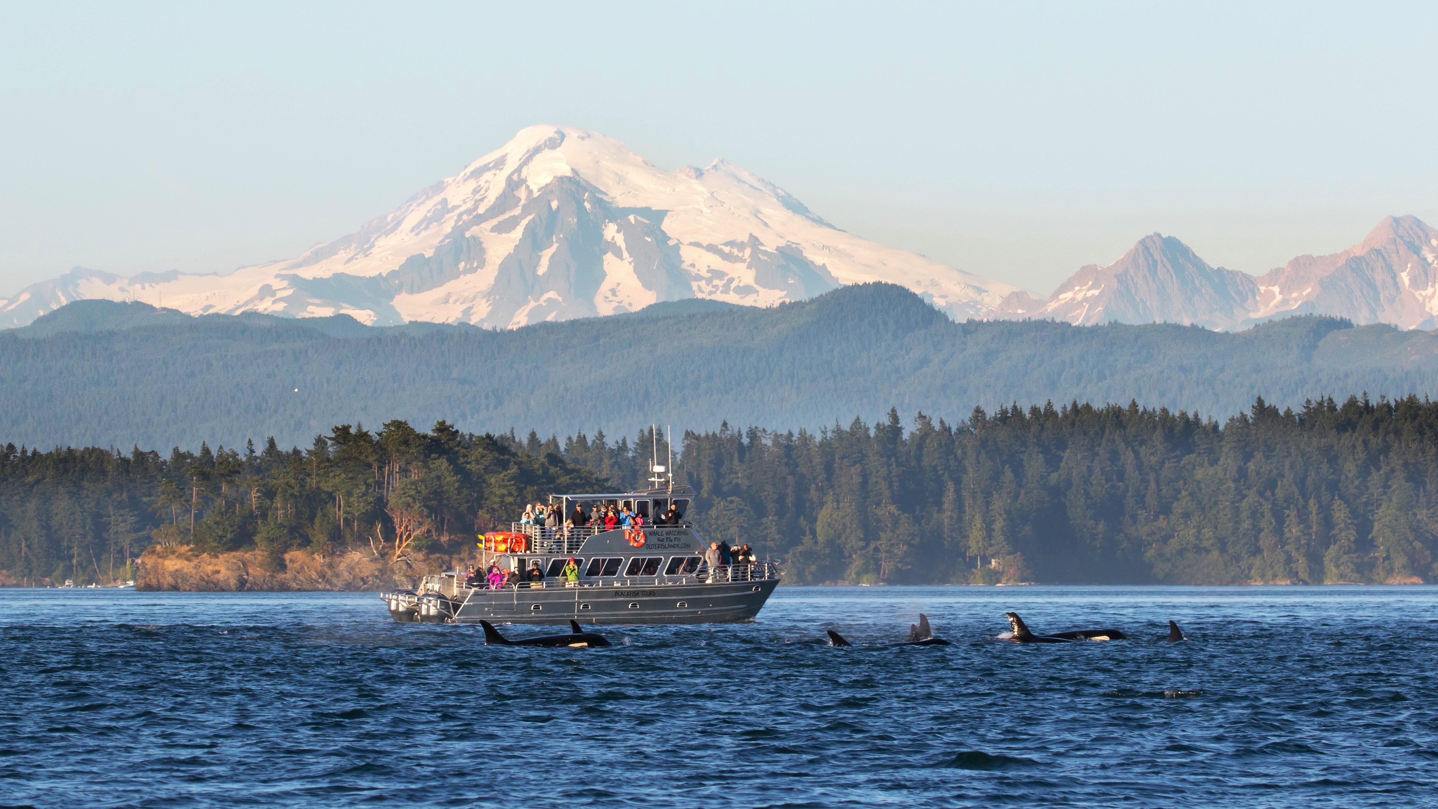 Anacortes Whale & Orca Watching Expedition