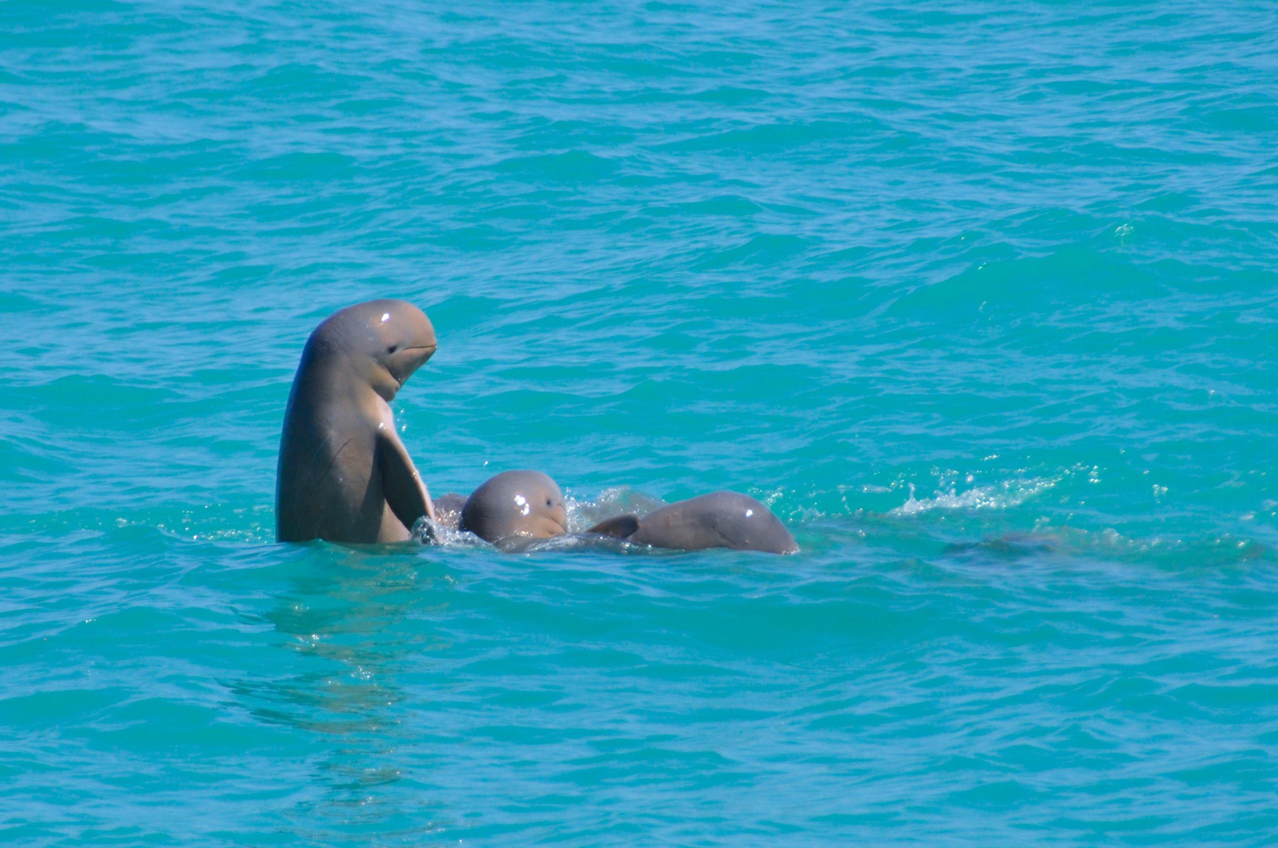 Broome Snubfin Dolphin Cruise with Gourmet Morning Tea
