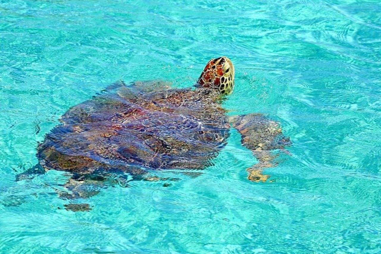 Private Bahamian Snorkeling: Rose Island & Green Cay