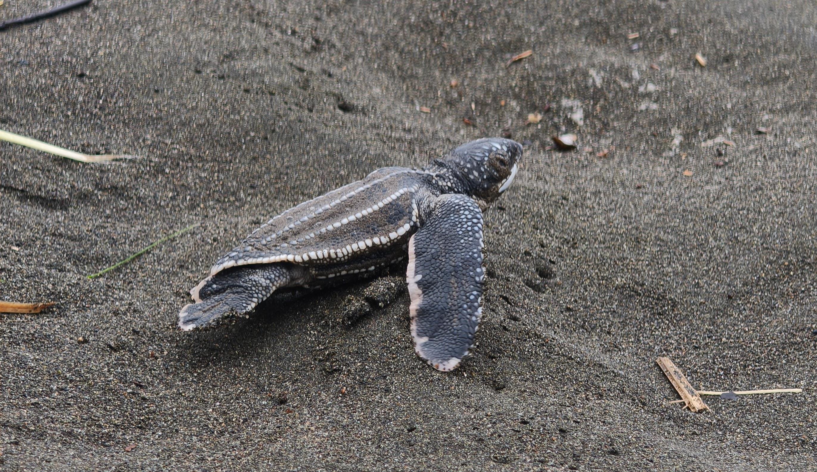 Tortuguero Sea Turtle Observation with French Naturalist