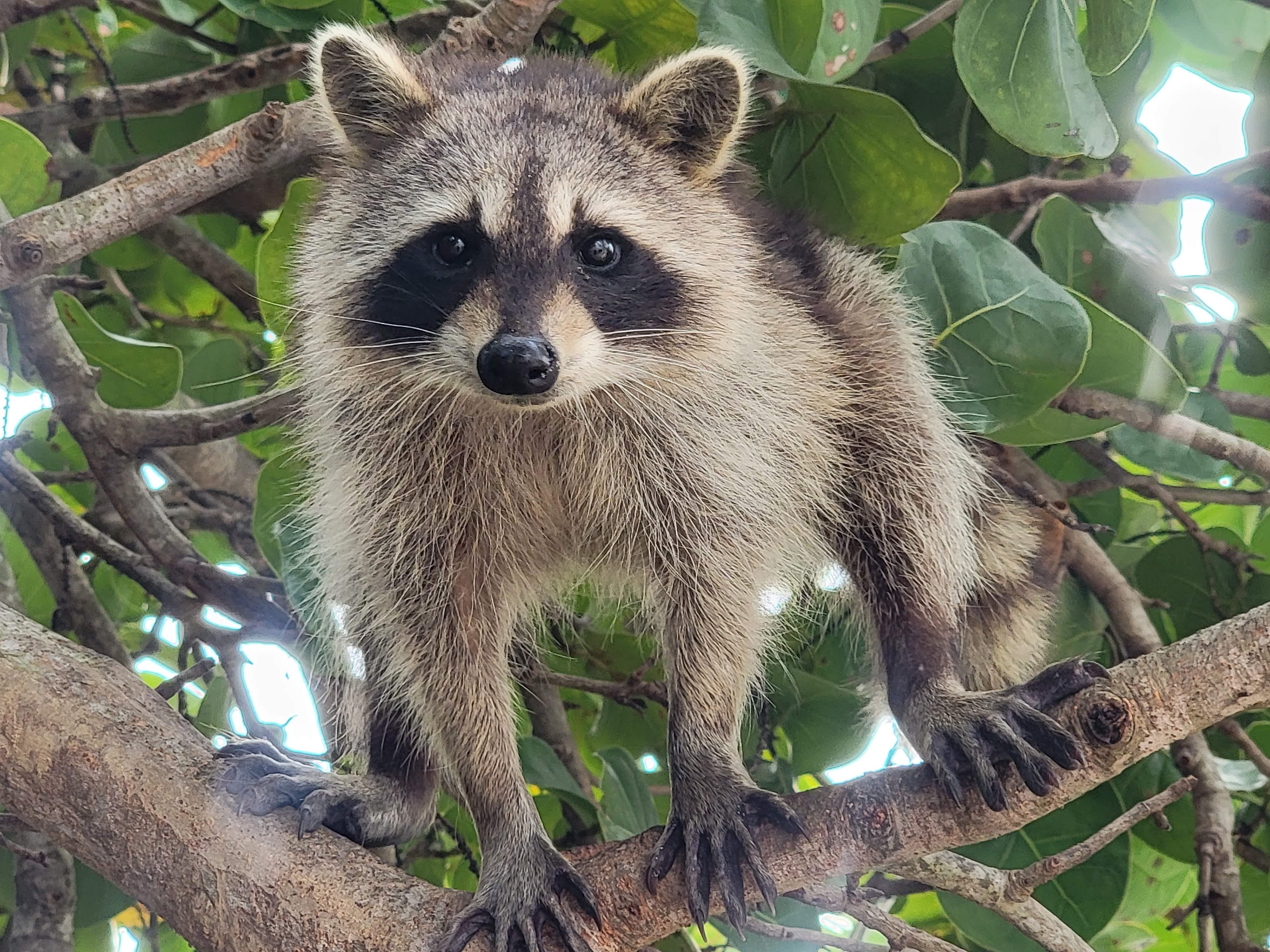 Raccoon Island: Exploration on SUP/Kayak