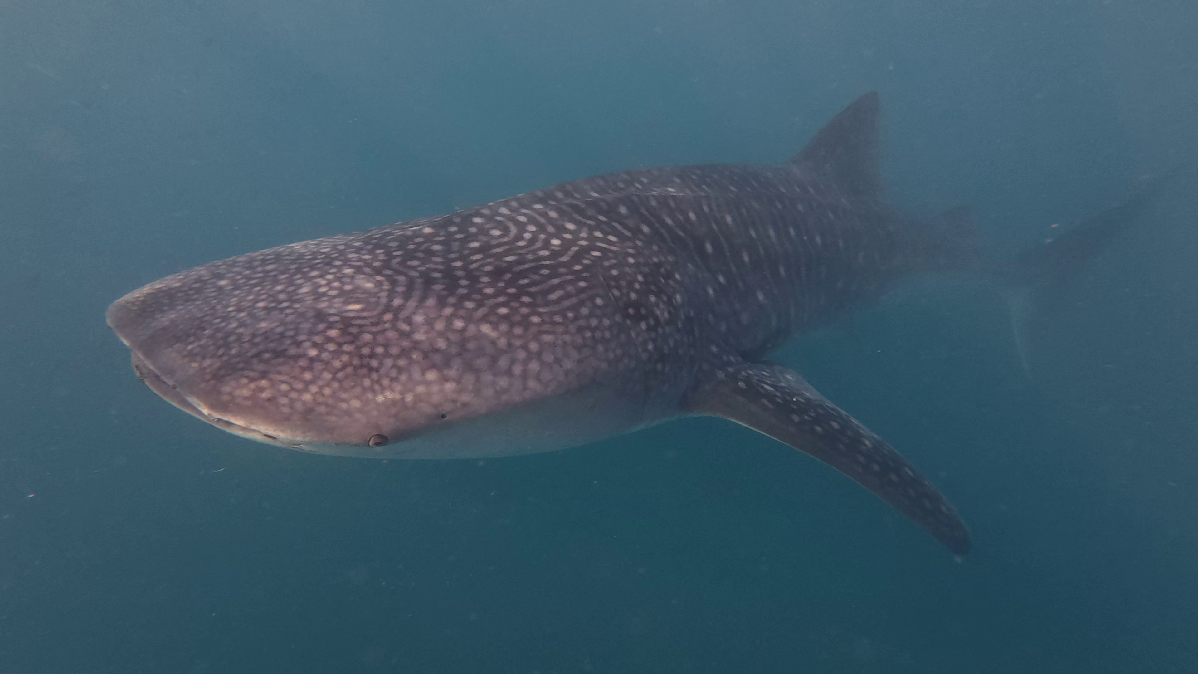 Cebu Triple Adventure: Whale Sharks, Sardine Run & Inambakan Falls