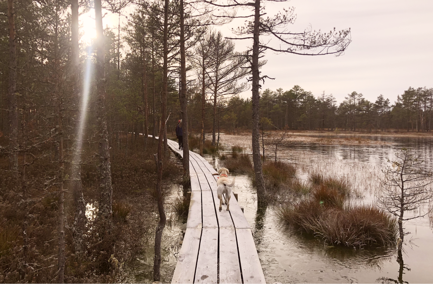 From Tallinn: Lahemaa National Park Sunrise Bog Hike