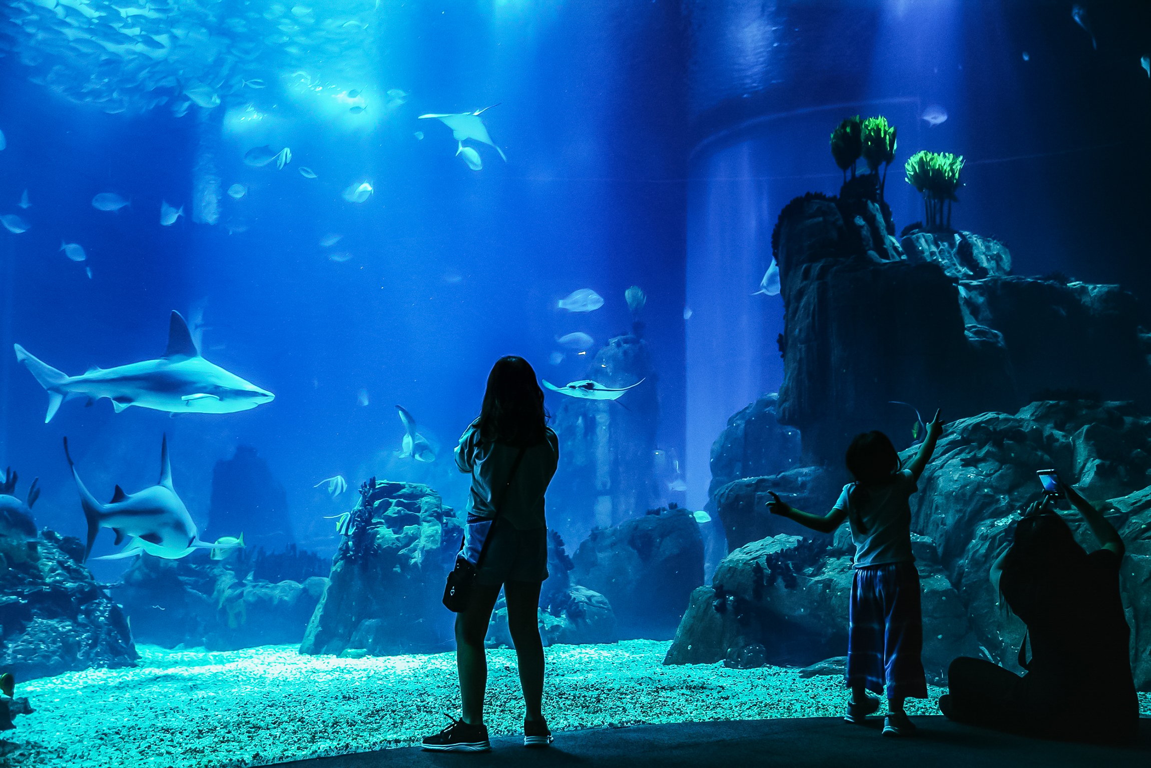 Lisbon Oceanarium: General Admission Ticket