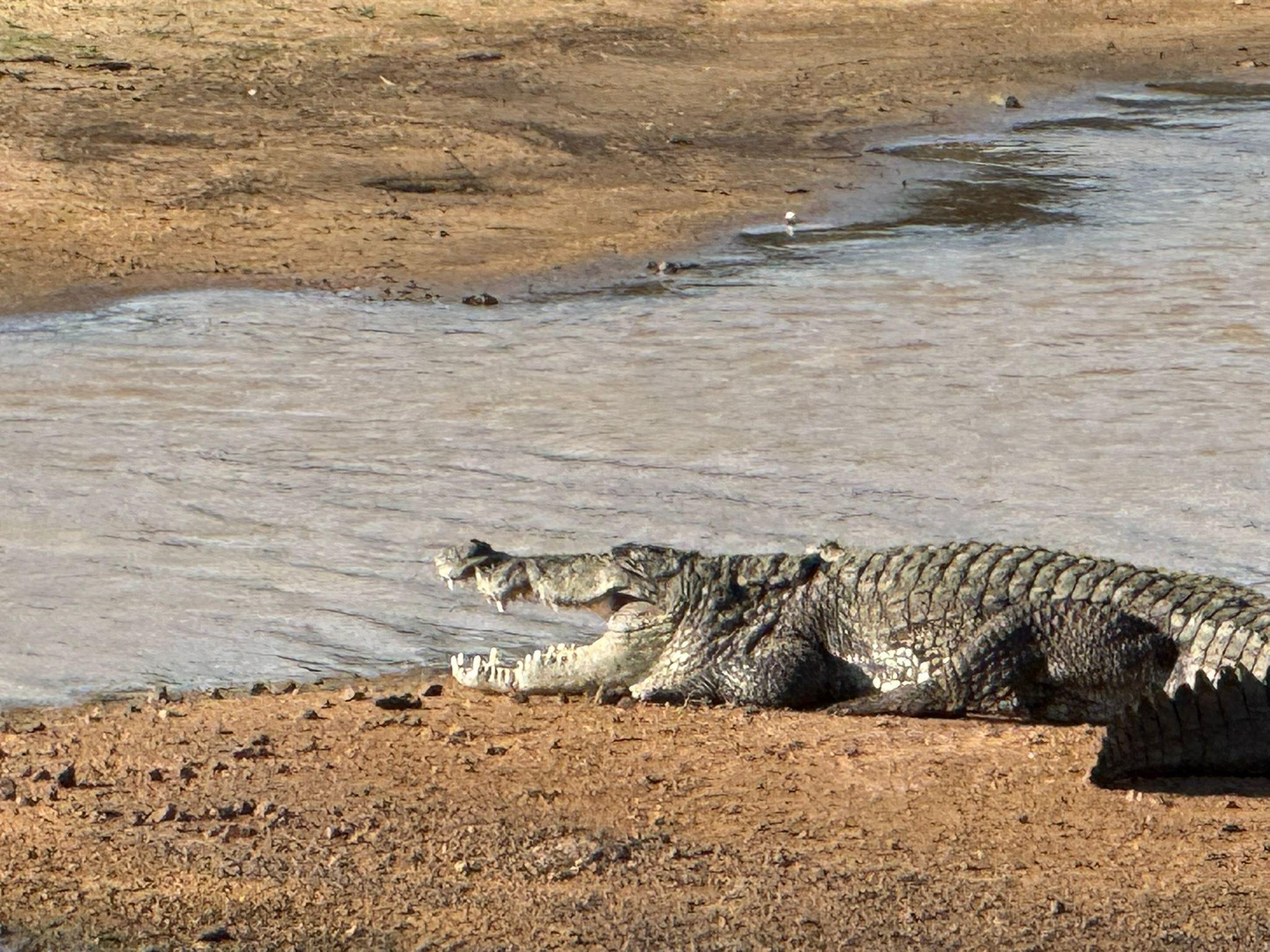 Full-Day Wilpattu National Park Safari from Anuradhapura