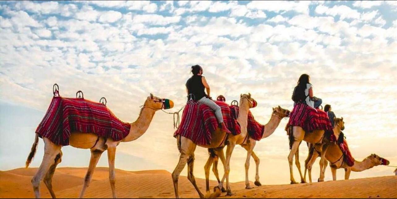 Full-Day Qatar Desert Safari with Camp Dining