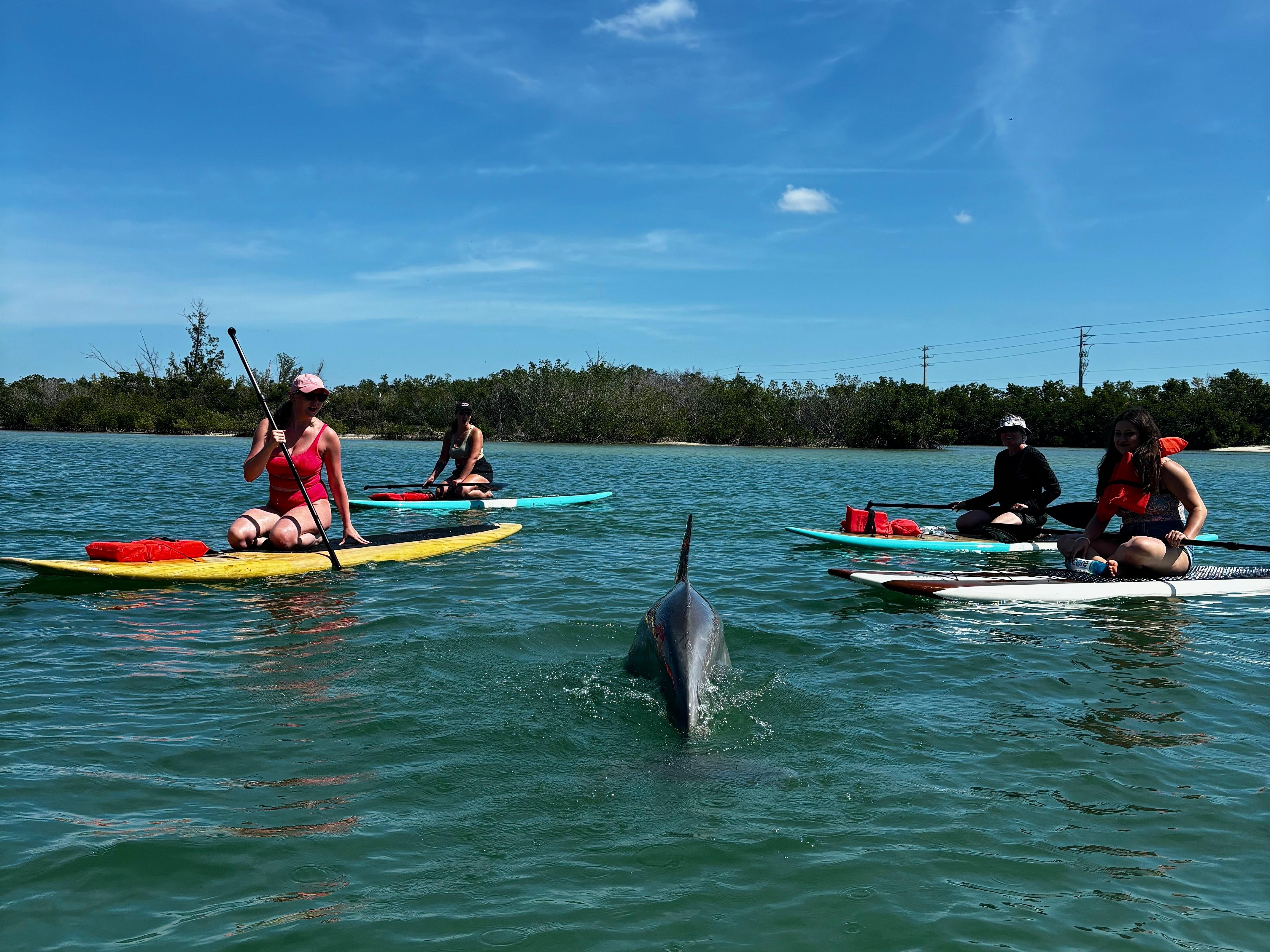 Bonita Springs Wildlife Kayak Adventure