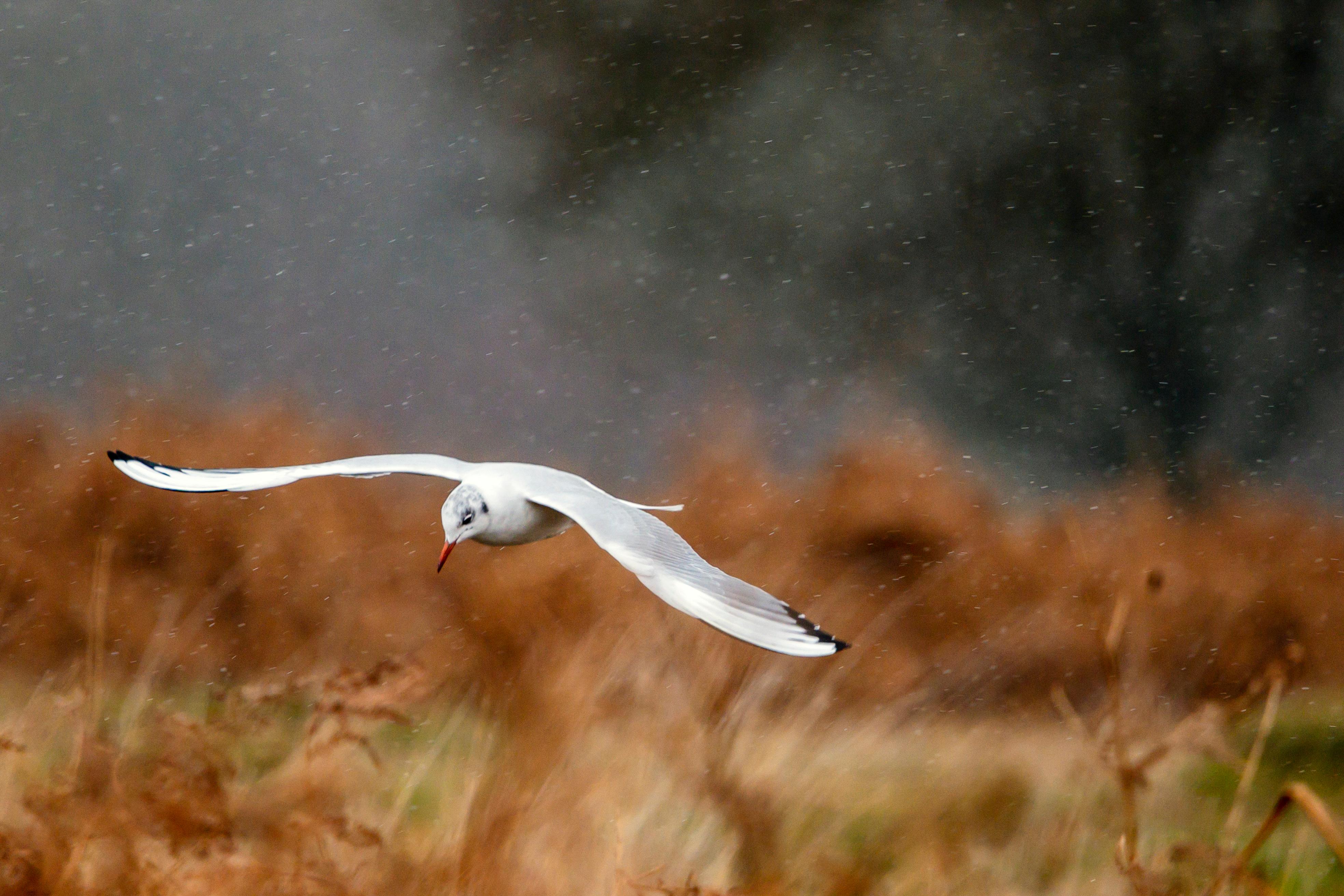 London: Richmond Park Nature Photography Workshop