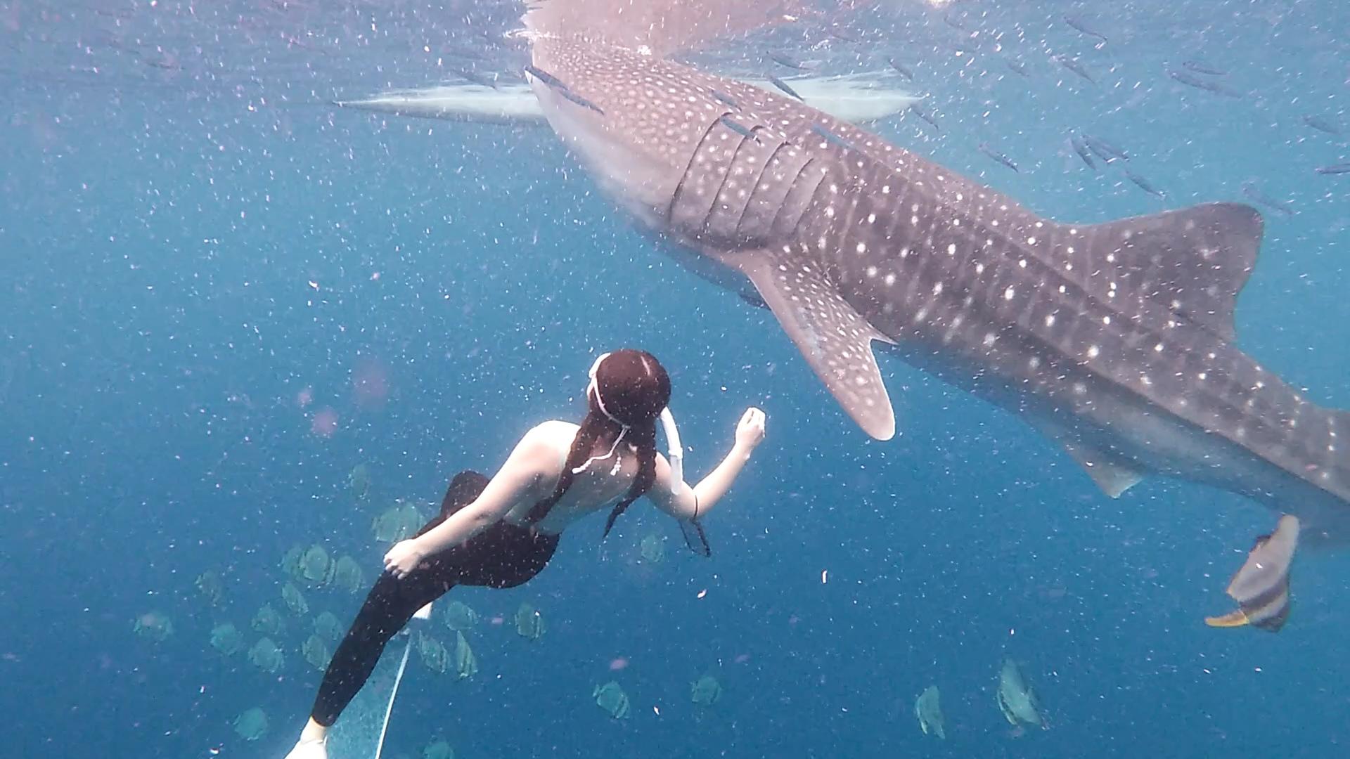 Cebu: Whale Shark Swim & Kawasan Falls Canyoneering Day Tour