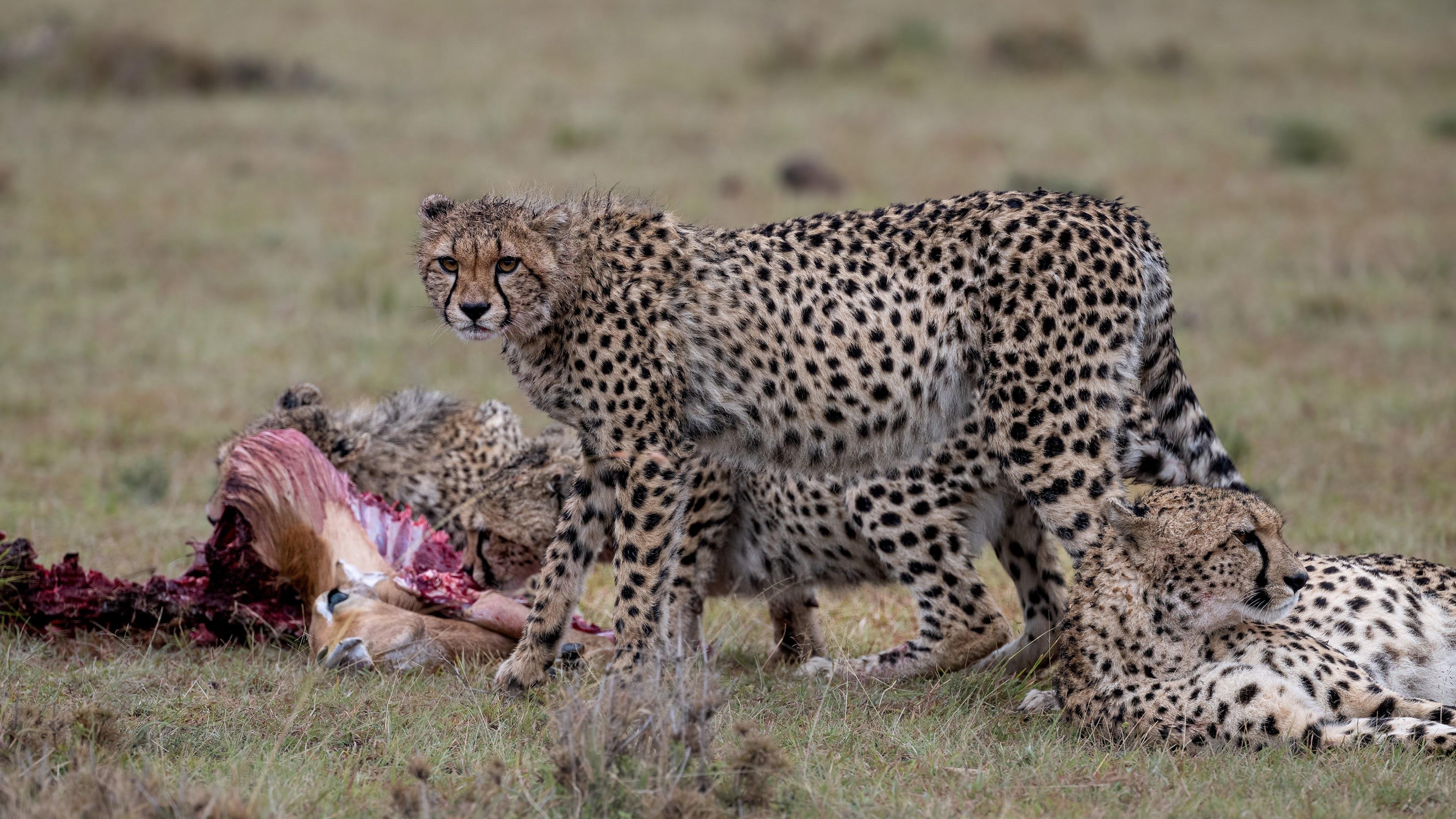 Maasai Mara Express: 1-Day Safari from Nairobi