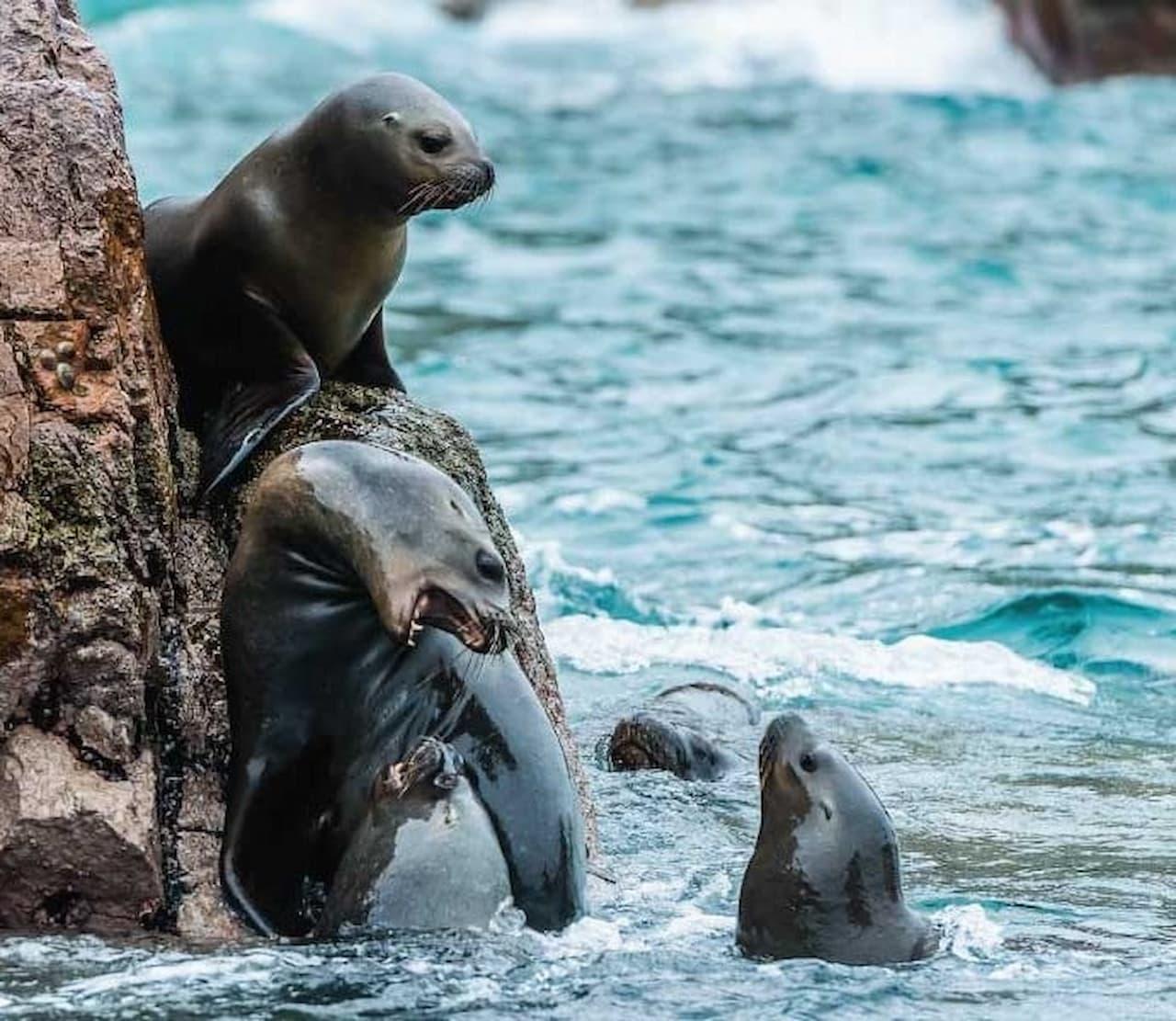 Lima to Ballestas Islands, Huacachina Oasis & Winery Full-Day Adventure
