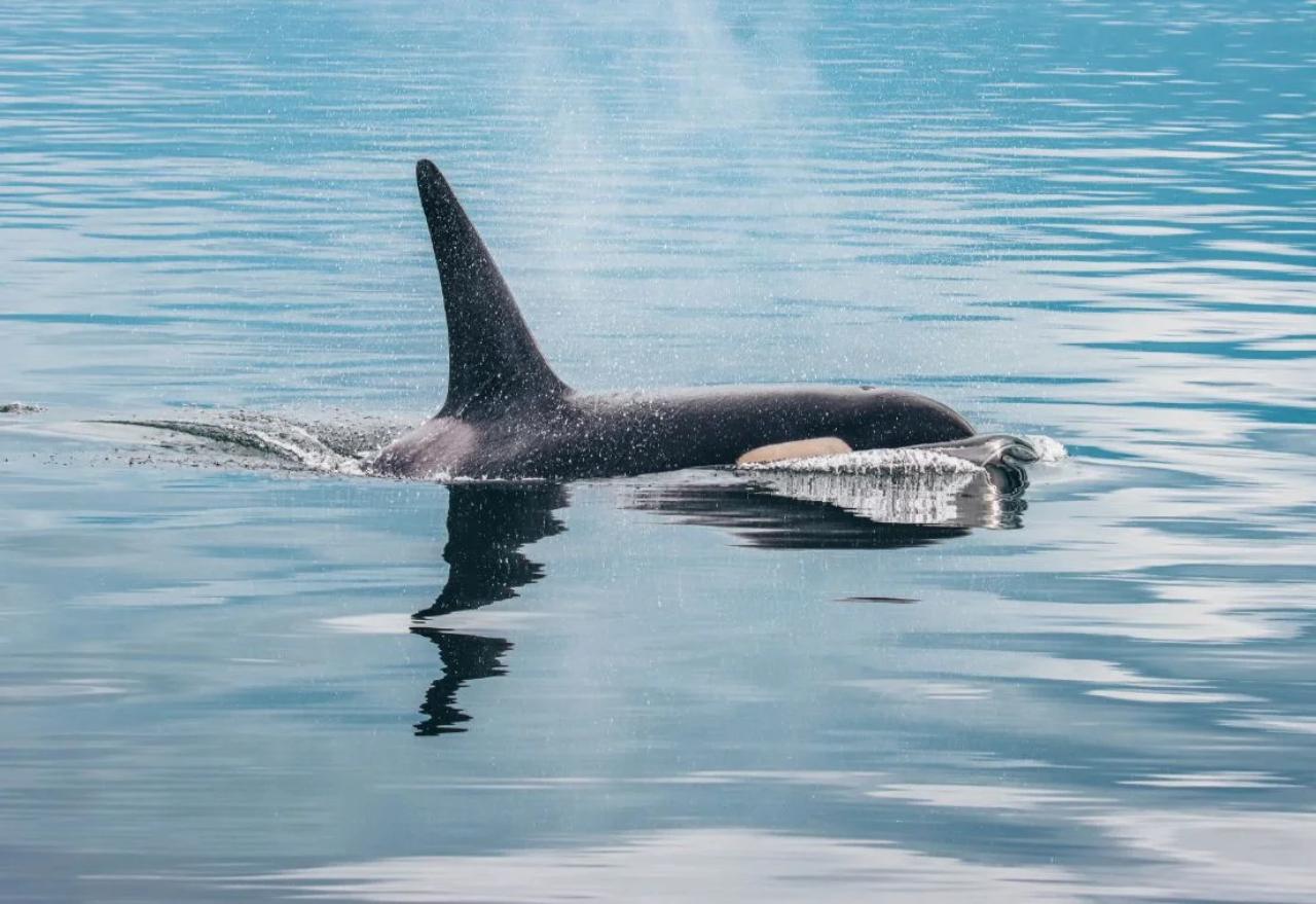 Vancouver whale watching tour — orcas and marine wildlife in the Salish Sea — image 17