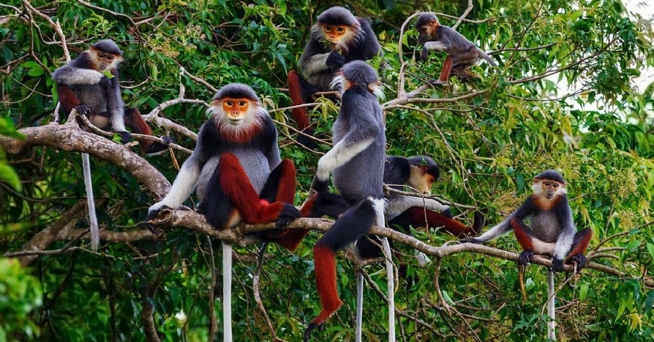 Cuc Phuong National Park Full-Day Group Tour from Ninh Binh