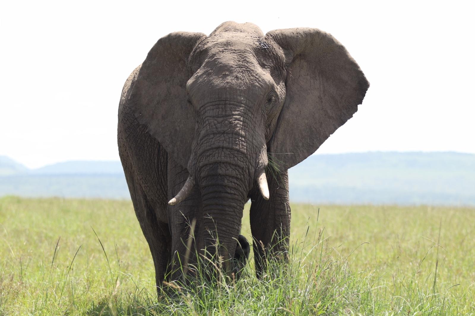 Maasai Mara Express: 1-Day Safari from Nairobi