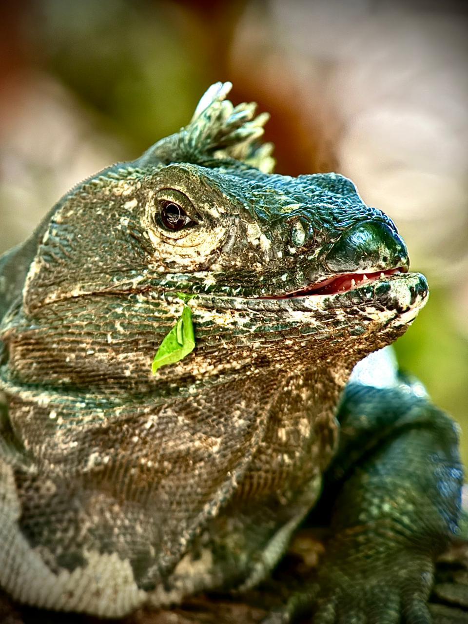 Guided walk in Manuel Antonio National Park, Costa Rica — image 40