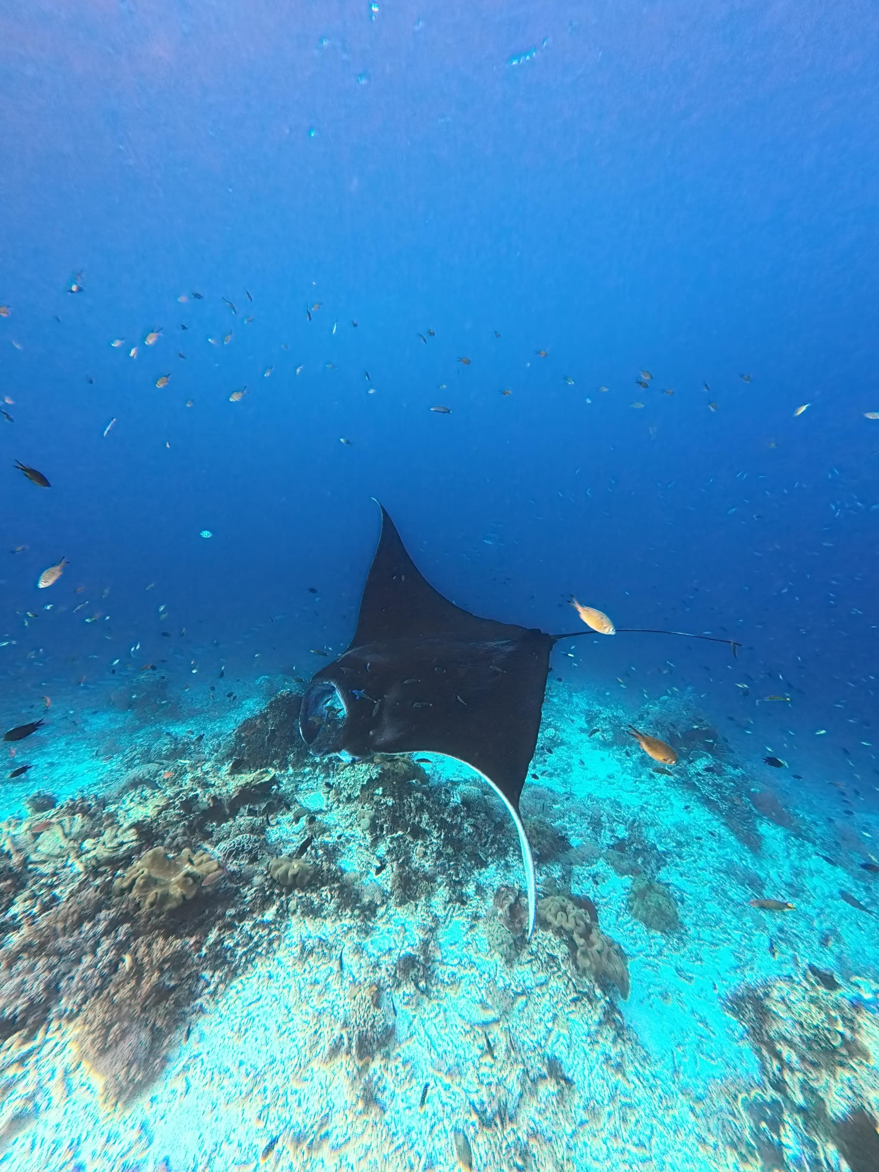 Komodo Archipelago 3-Day Phinisi Liveaboard from Labuan Bajo