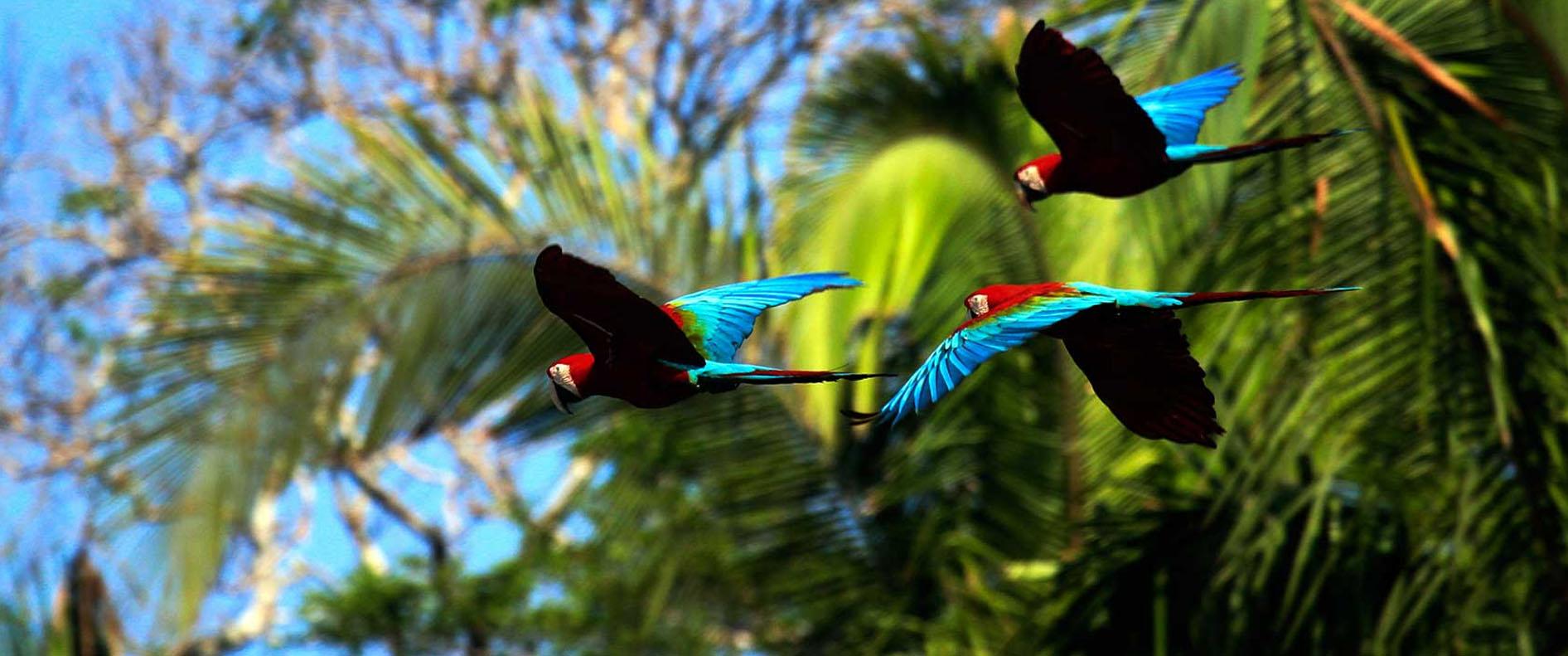 Manu National Park 4-Day Lodge Adventure from Cusco