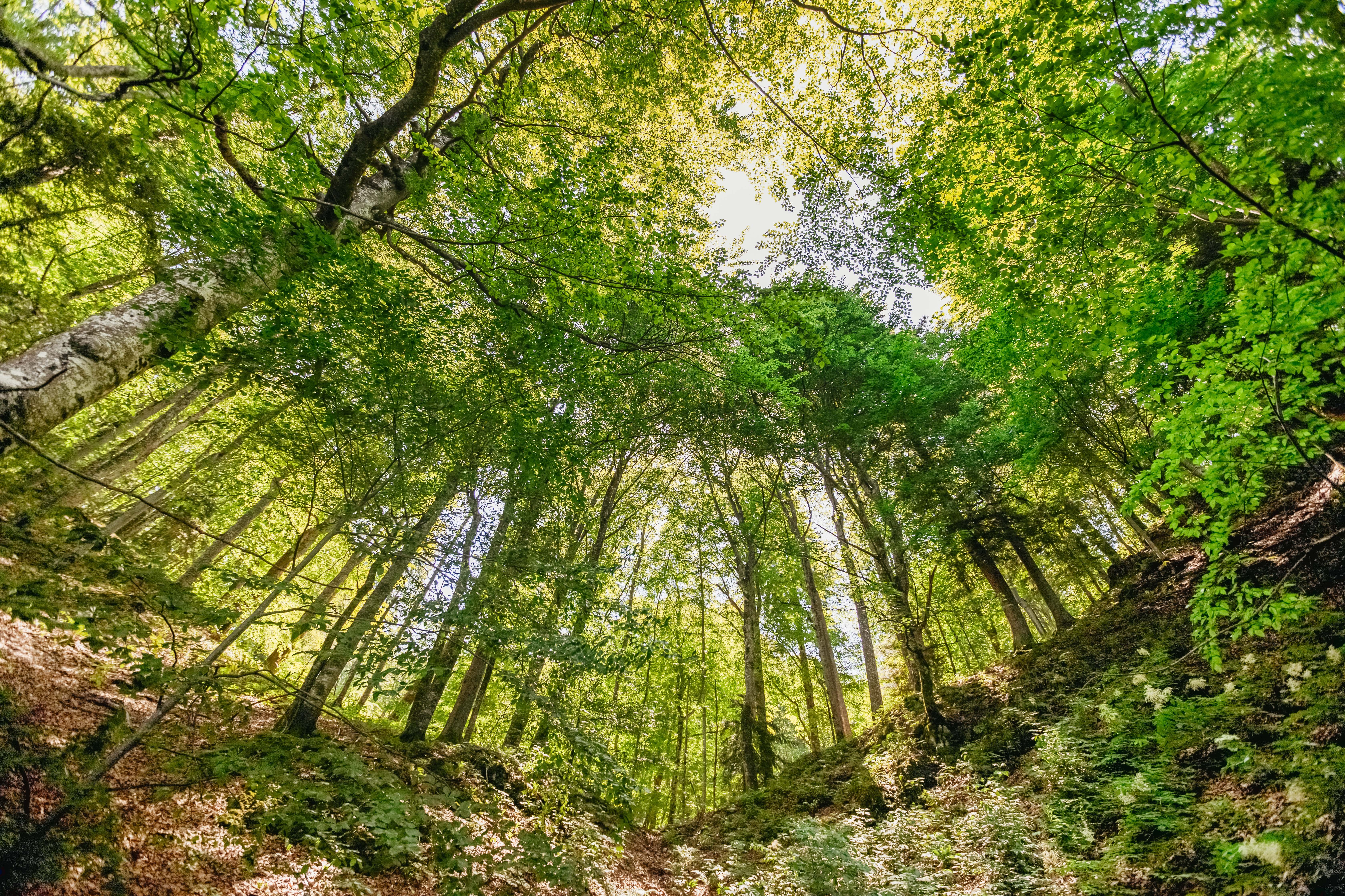 Split to Plitvice Lakes National Park Guided Day Trip