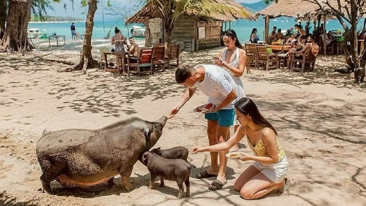 Samui Island Expedition: Viewpoints, Elephants & Pig Island