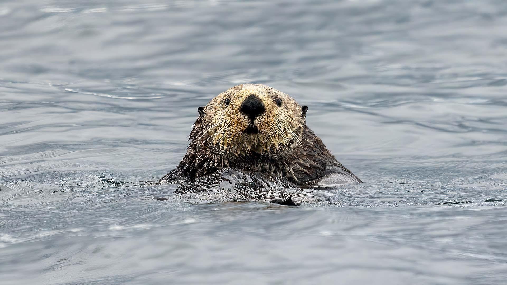 Marine Wildlife & Sea Otter Expedition