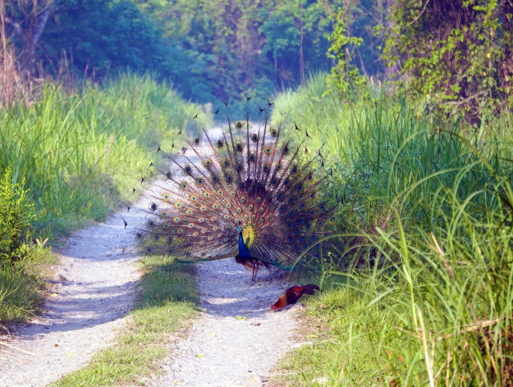 Chitwan Jungle Safari: 2, 3, or 4-Day Wildlife Adventure from Kathmandu or Pokhara