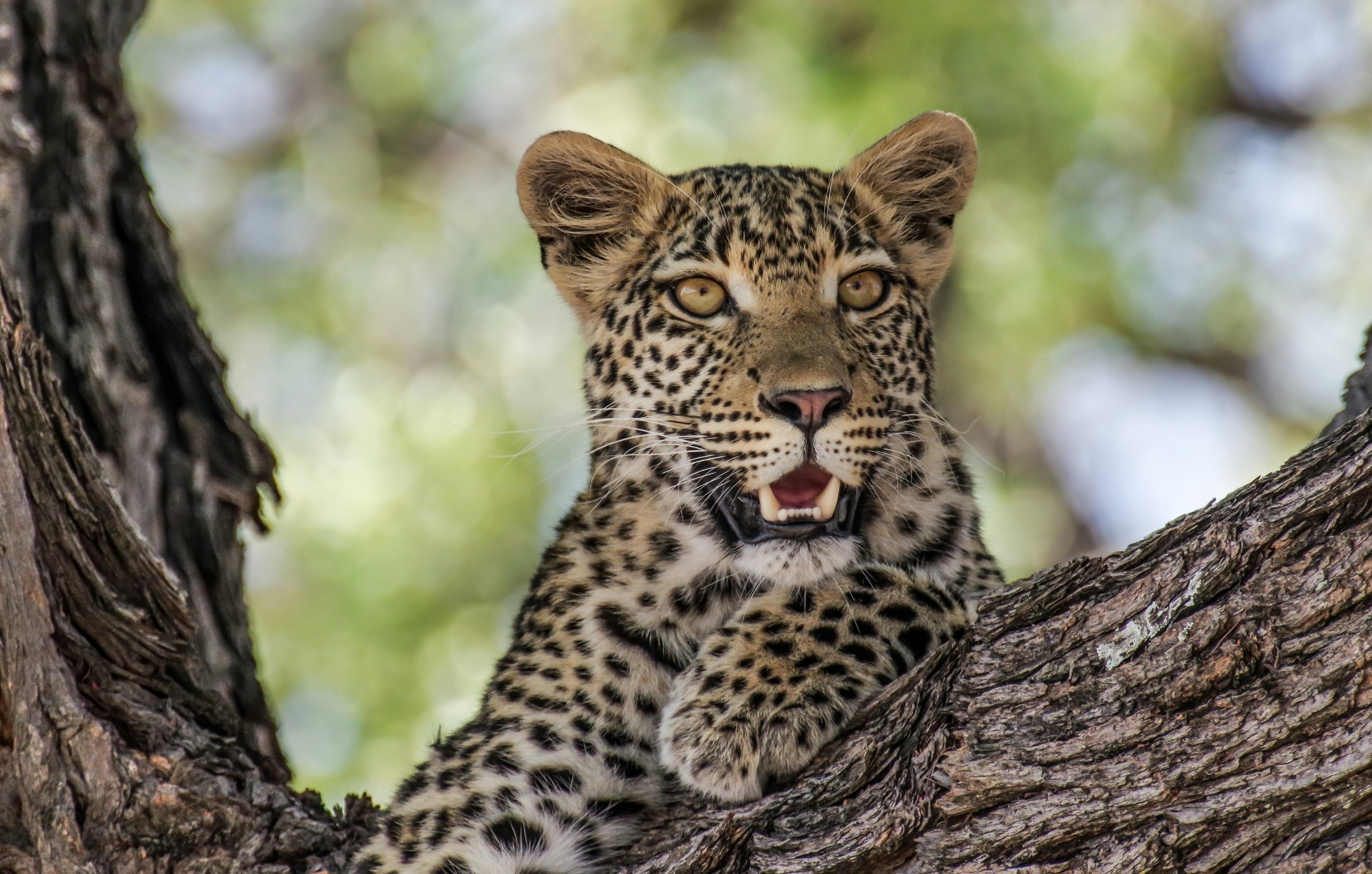 Jaipur Jhalana Amagarh Leopard Reserve 4×4 Jeep Safari