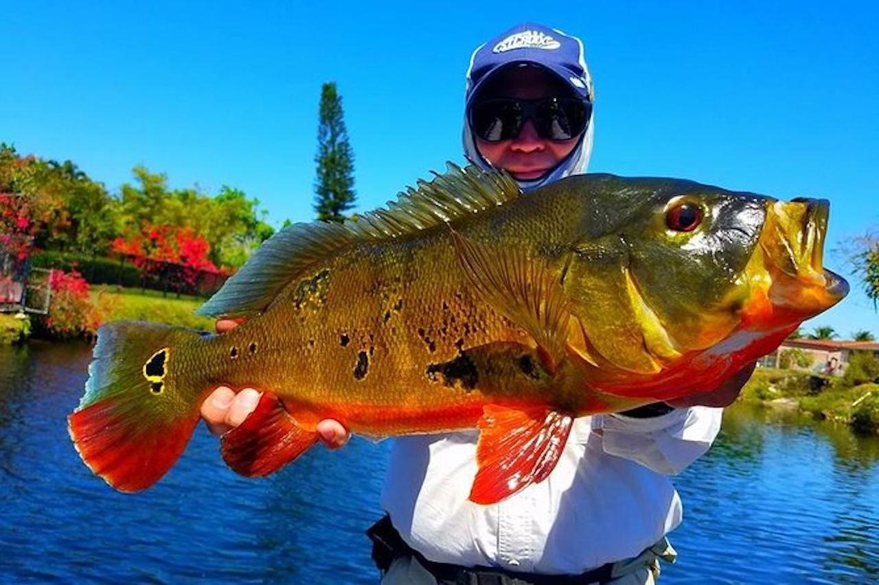 Private Peacock Bass Fishing Adventure in Miami
