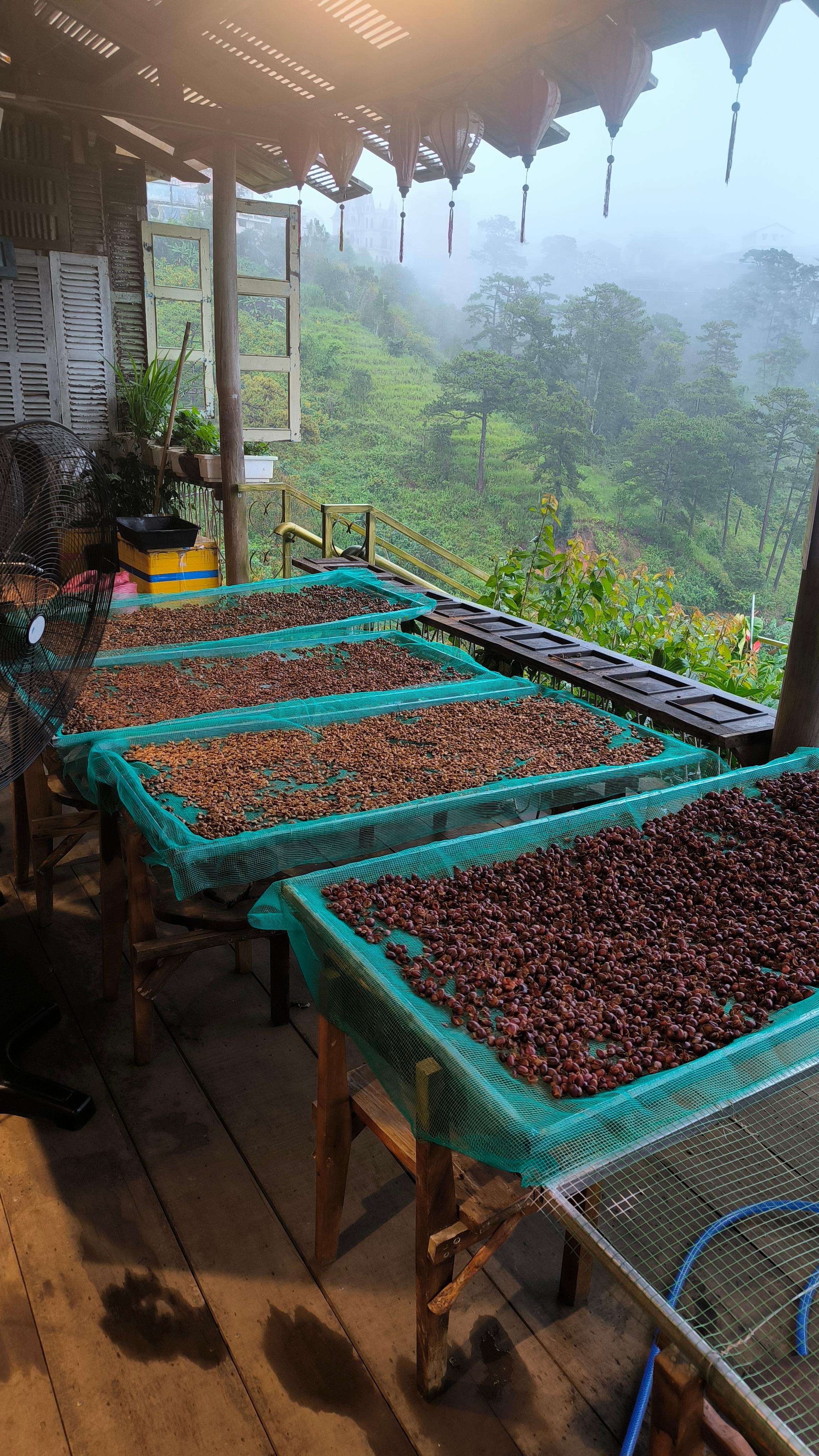 coffee tour in Dalat — photo 7