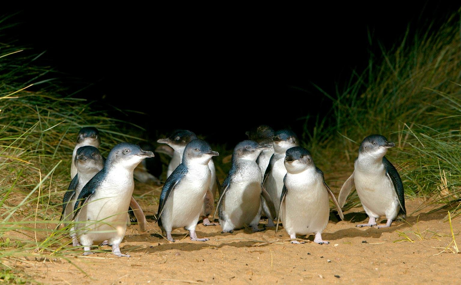 Phillip Island Penguin Parade & Wildlife Day Tour from Melbourne
