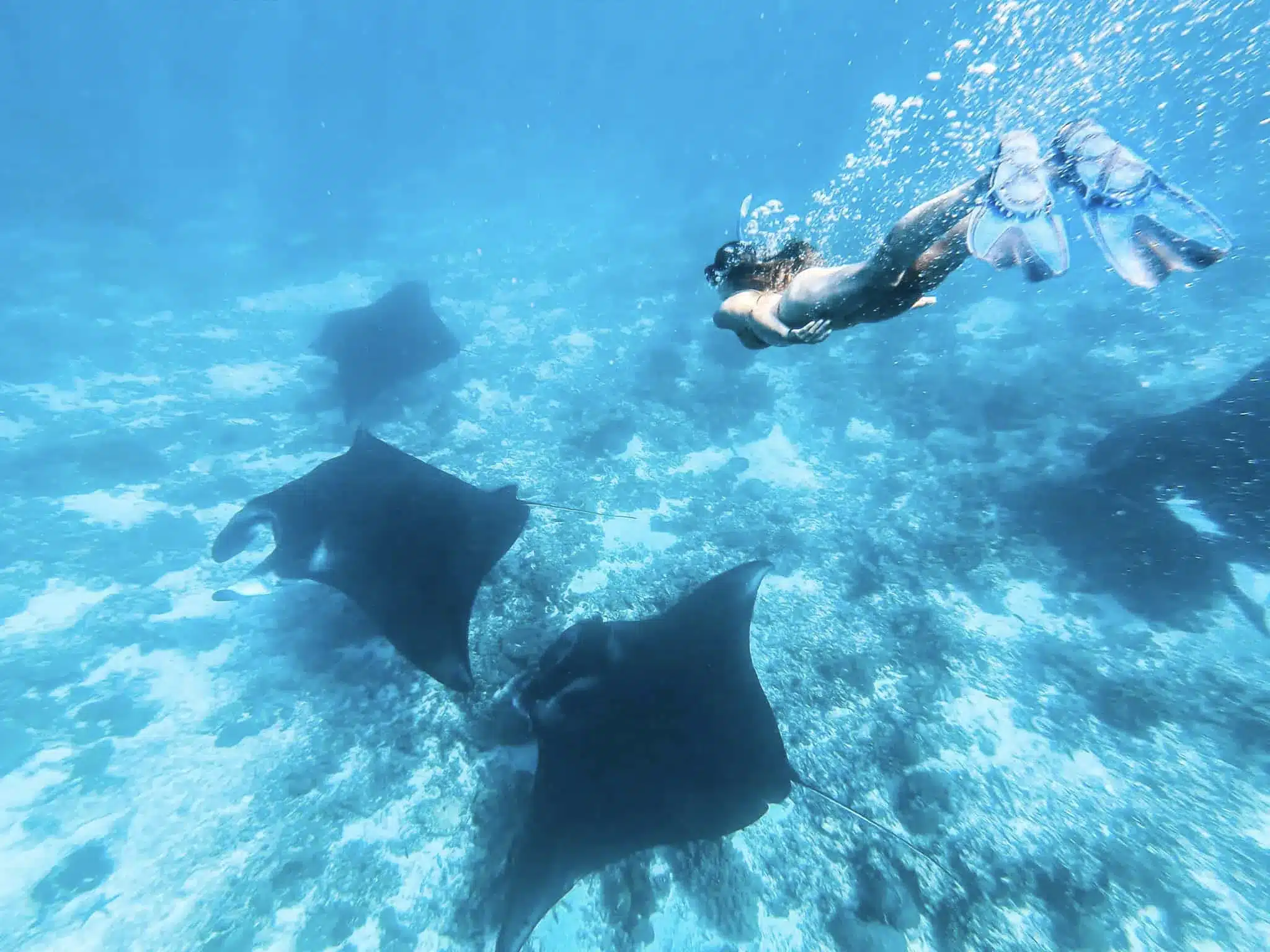 Komodo National Park: Dragons, Beaches & Manta Rays Day Tour