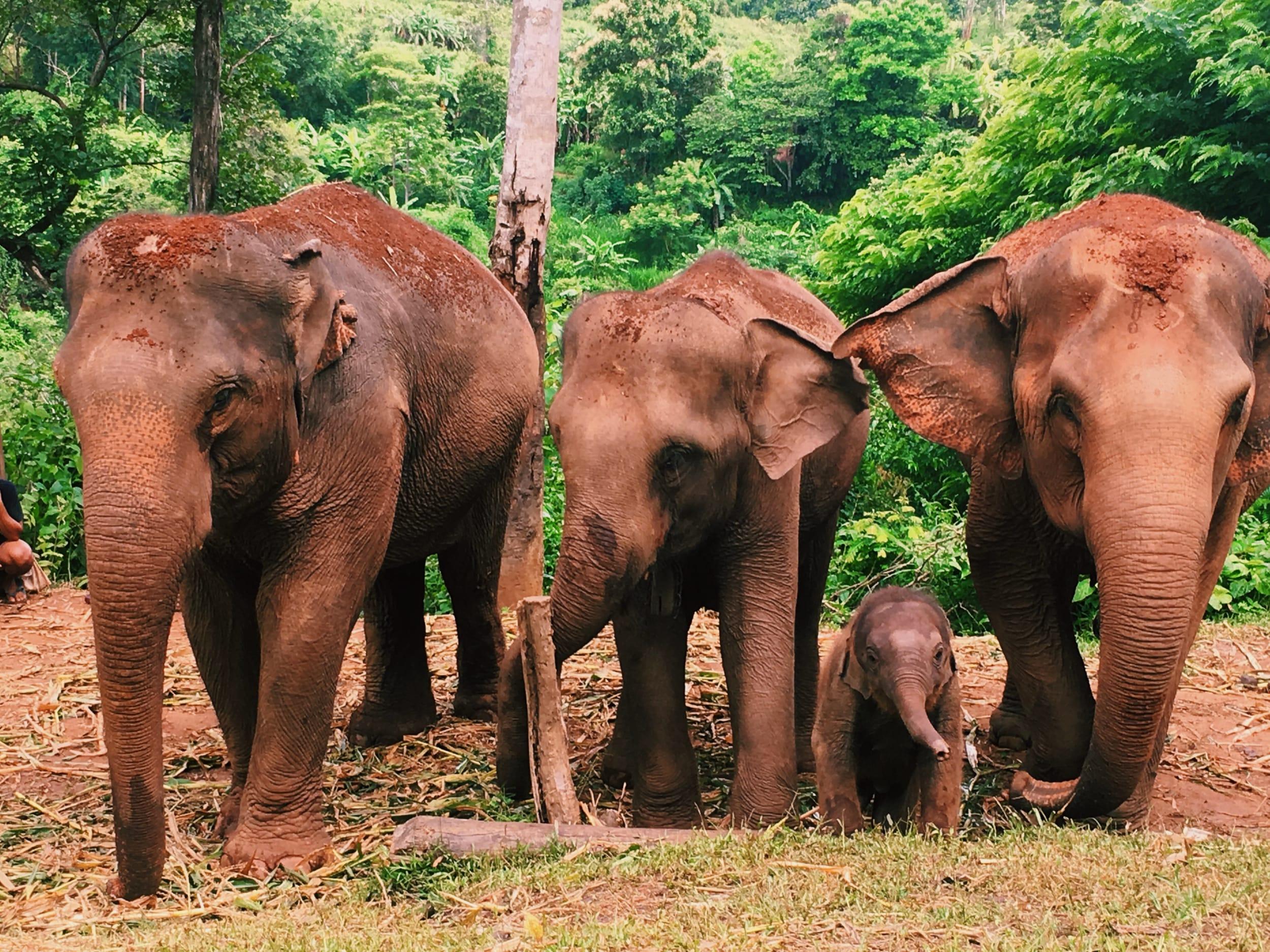 Doi Inthanon National Park & Elephant Sanctuary Day Trip