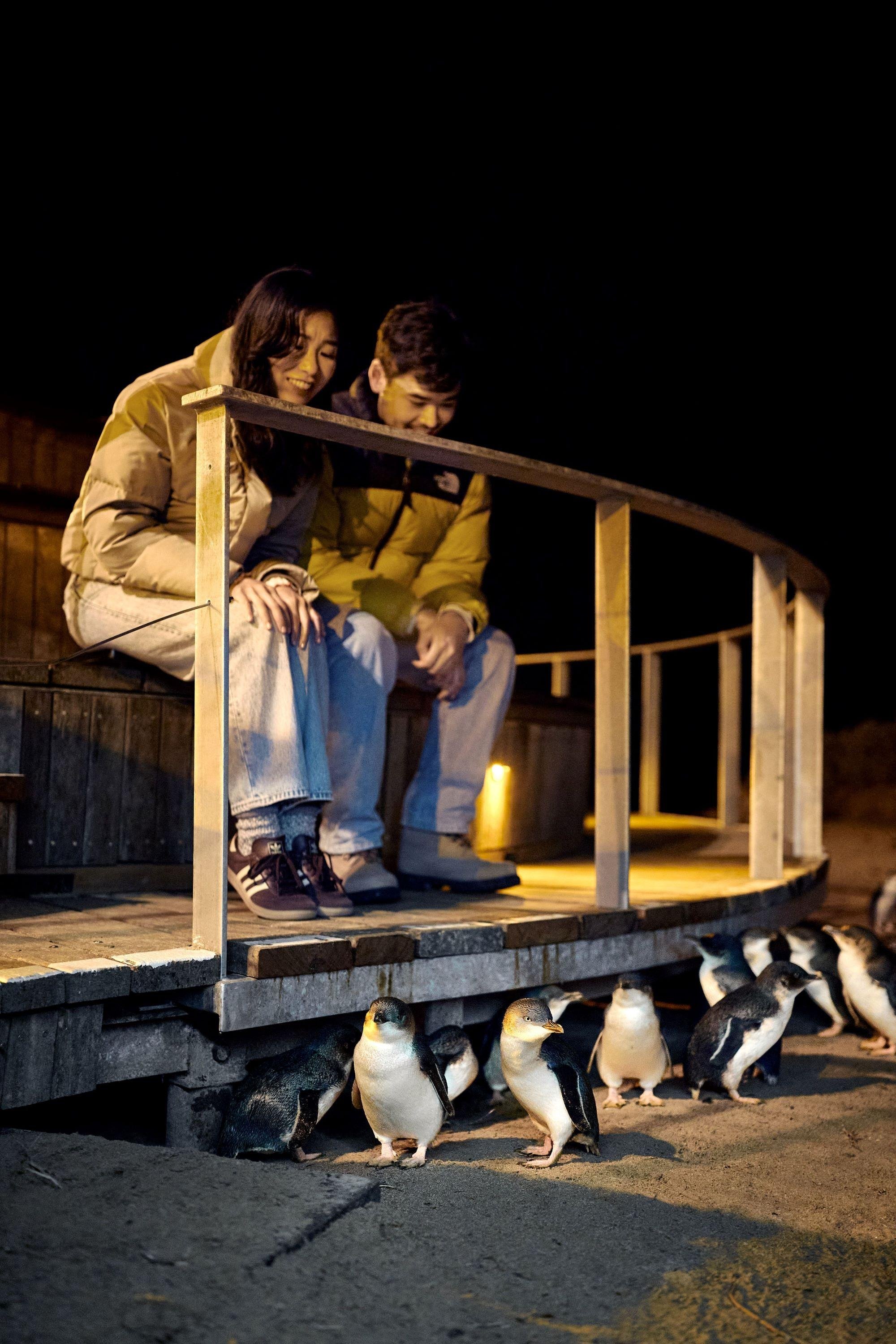 Luxury Phillip Island Penguin Parade & Wildlife Small-Group Tour