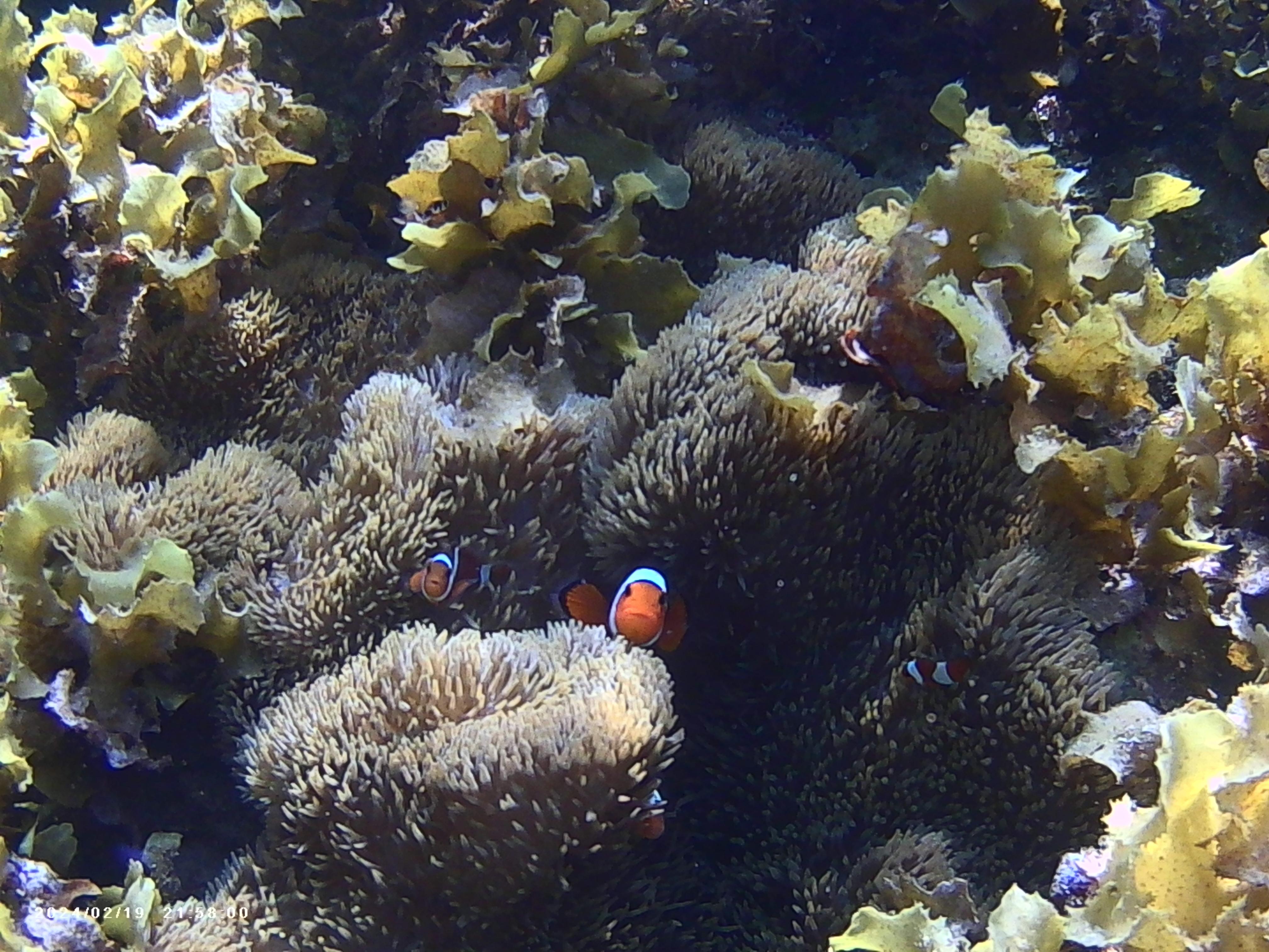 Sibaltan Private Snorkeling & Hidden Islands Boat Tour