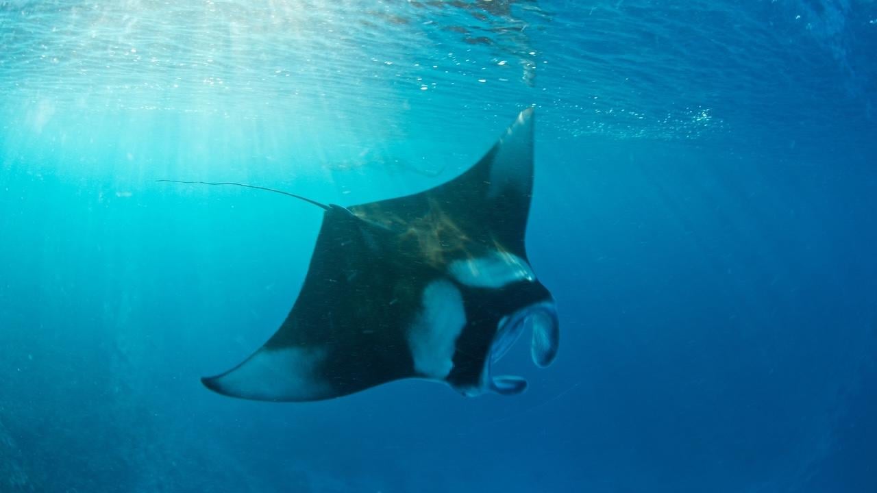 Komodo 6-Island Private Yacht Day Trip with Manta Ray Snorkeling