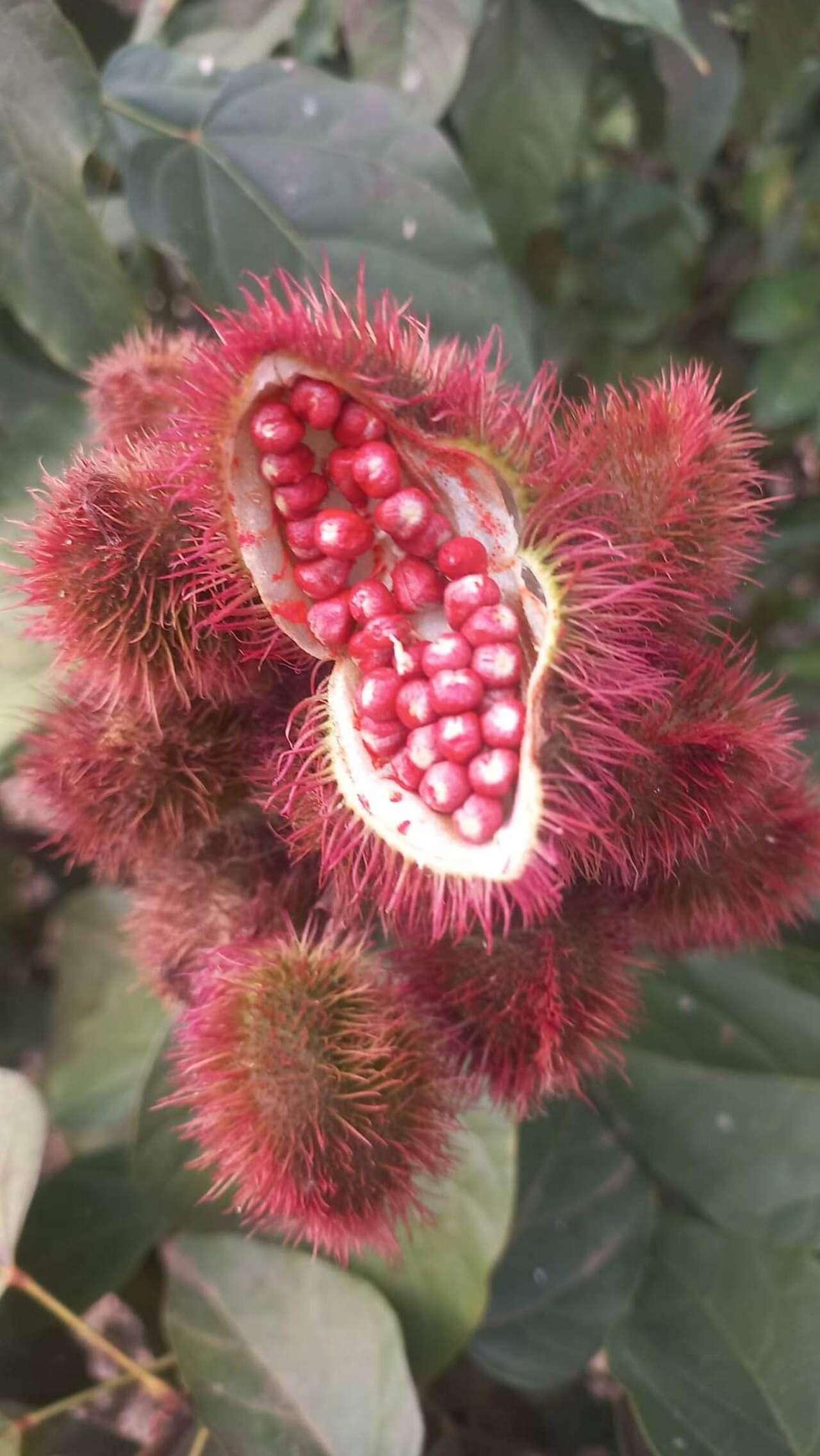 Zanzibar Spice Farm Discovery Tour