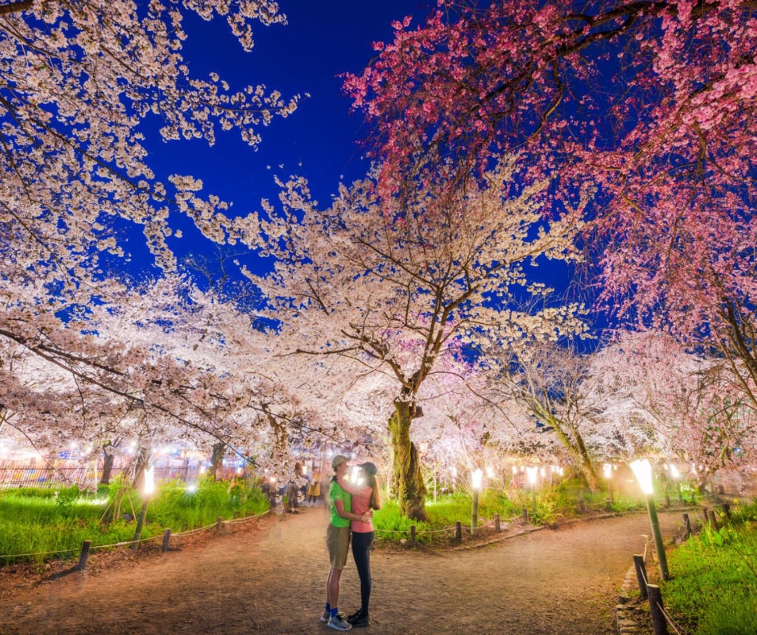 Kyoto Private Full-Day Tour with Luxury Vehicle & Expert Guide