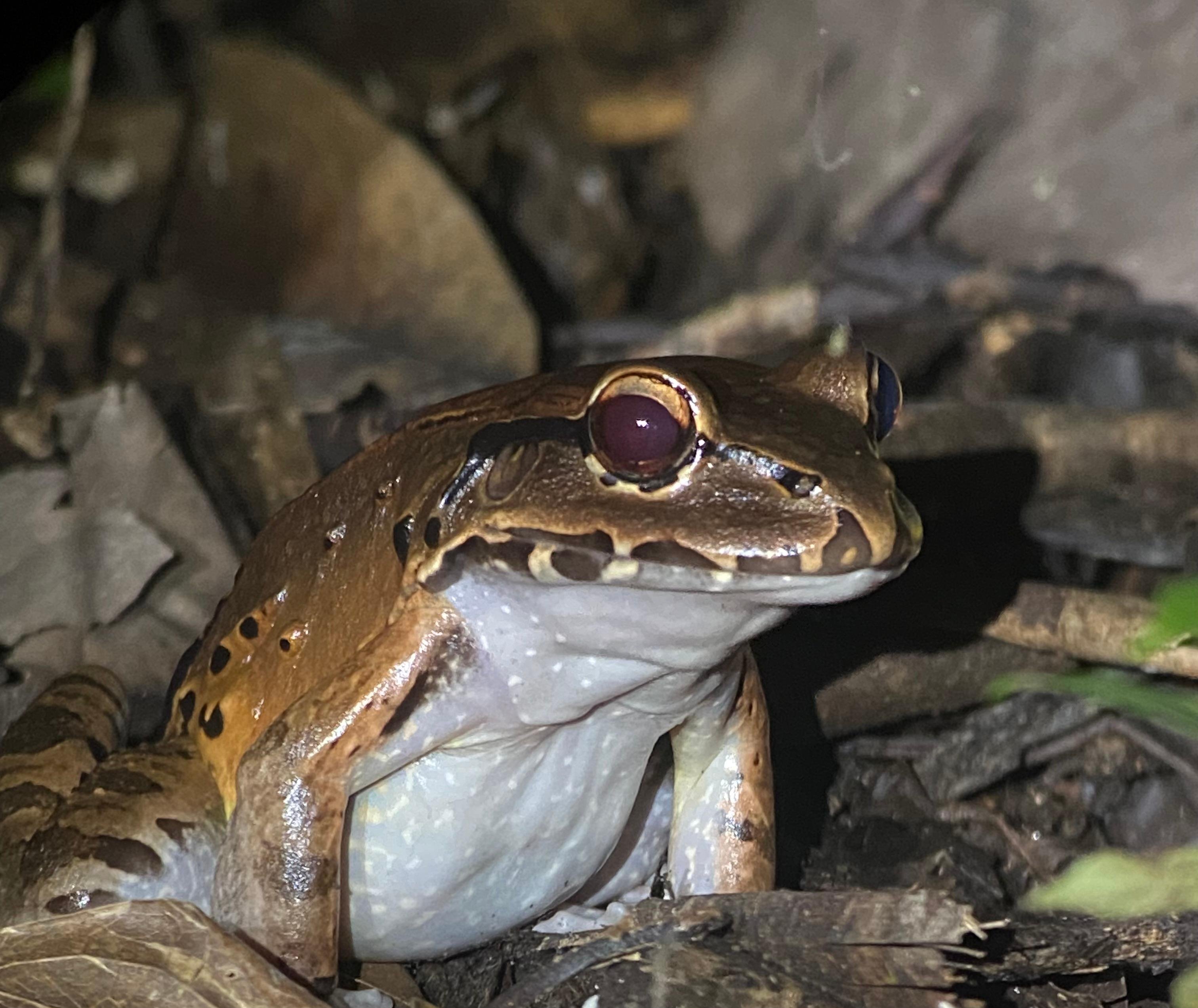 Manuel Antonio Night Wildlife Walk with Expert Naturalist