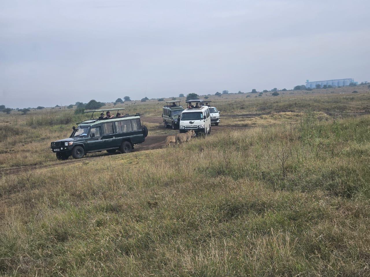 Nairobi National Park: Early Morning Guided Safari