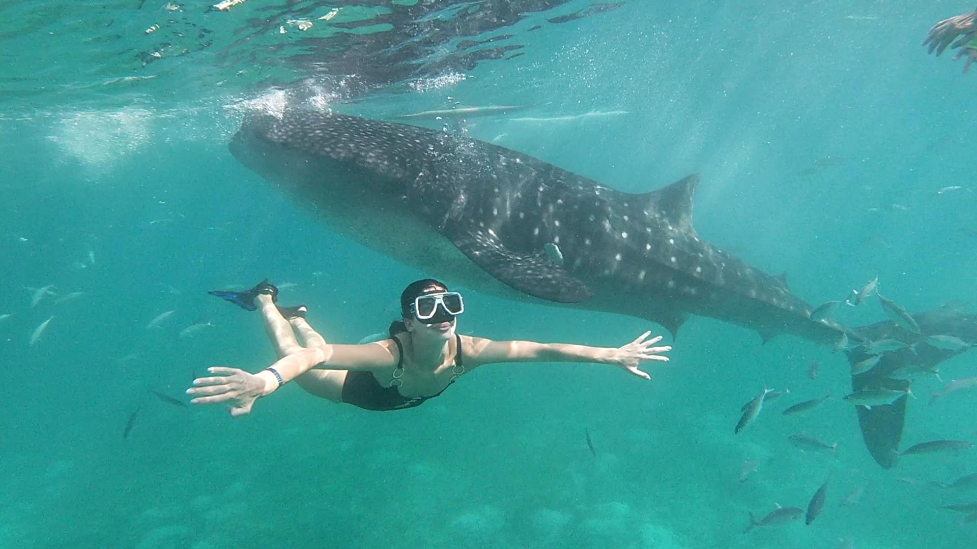 Cebu: Whale Shark Swim & Kawasan Falls Canyoneering Day Tour