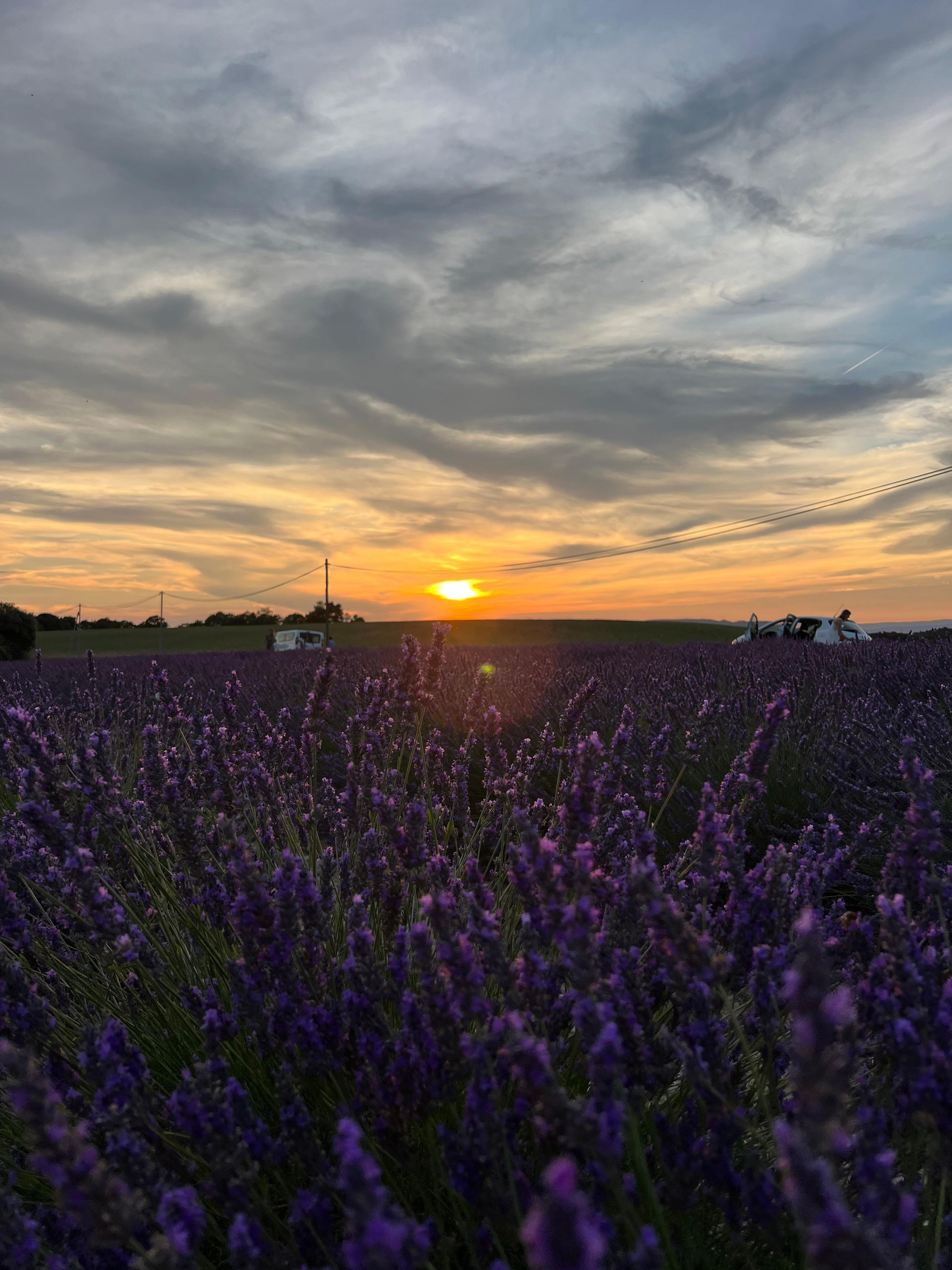 Valensole lavender fields in Provence — guided lavender tour photo 23