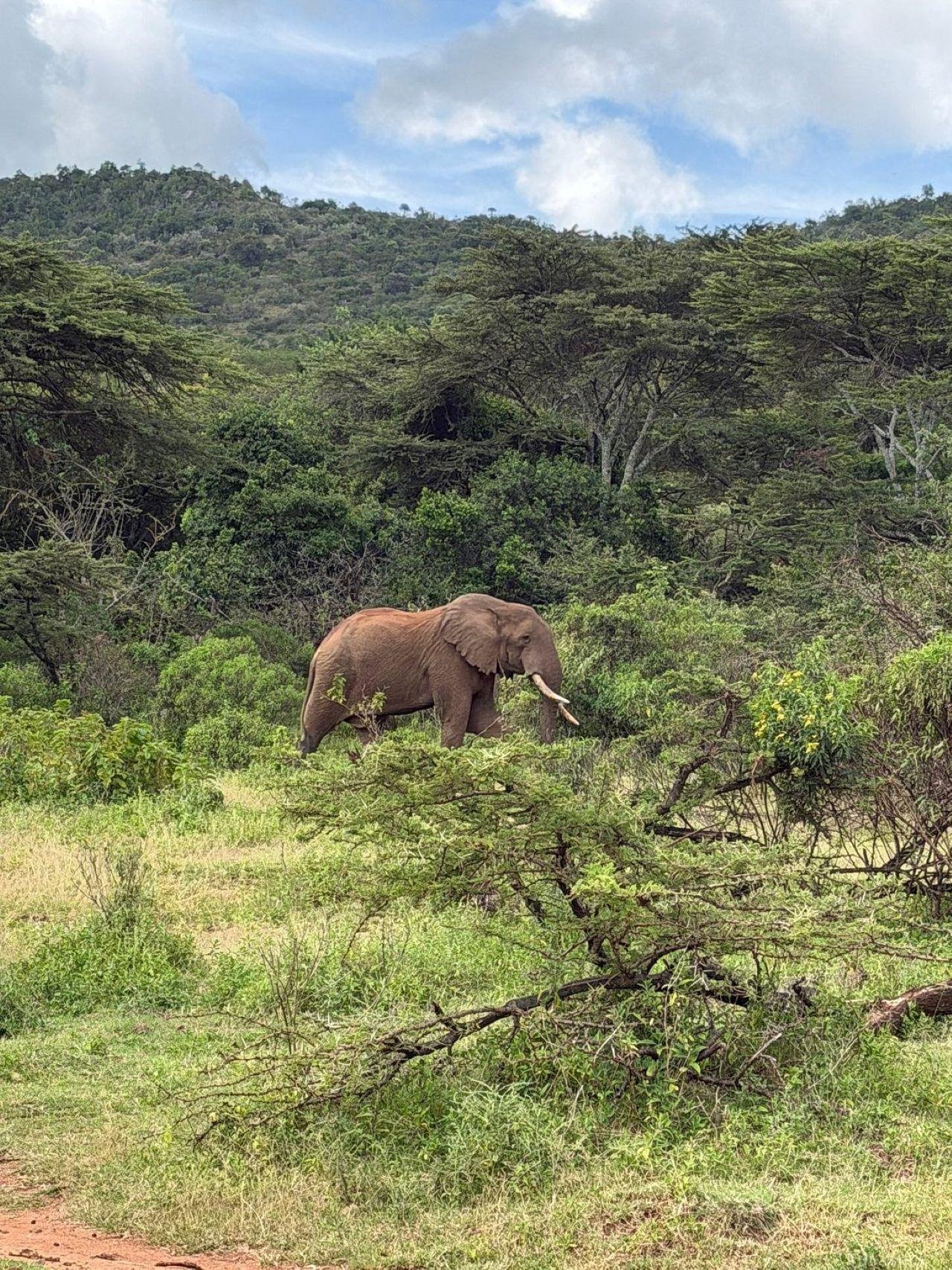 3-Day Maasai Mara Shared Jeep Safari from Nairobi
