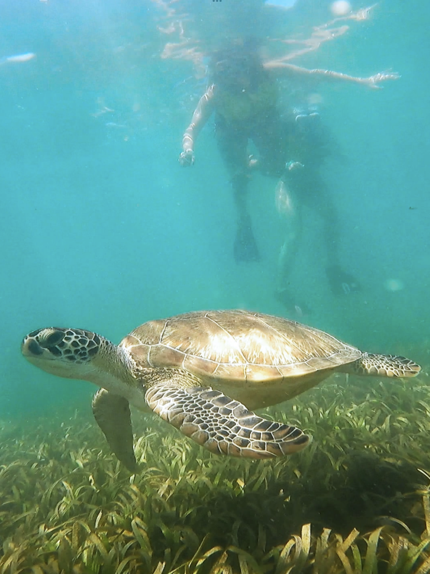 San Juan Snorkel: Sea Turtles, Manatees & Rum
