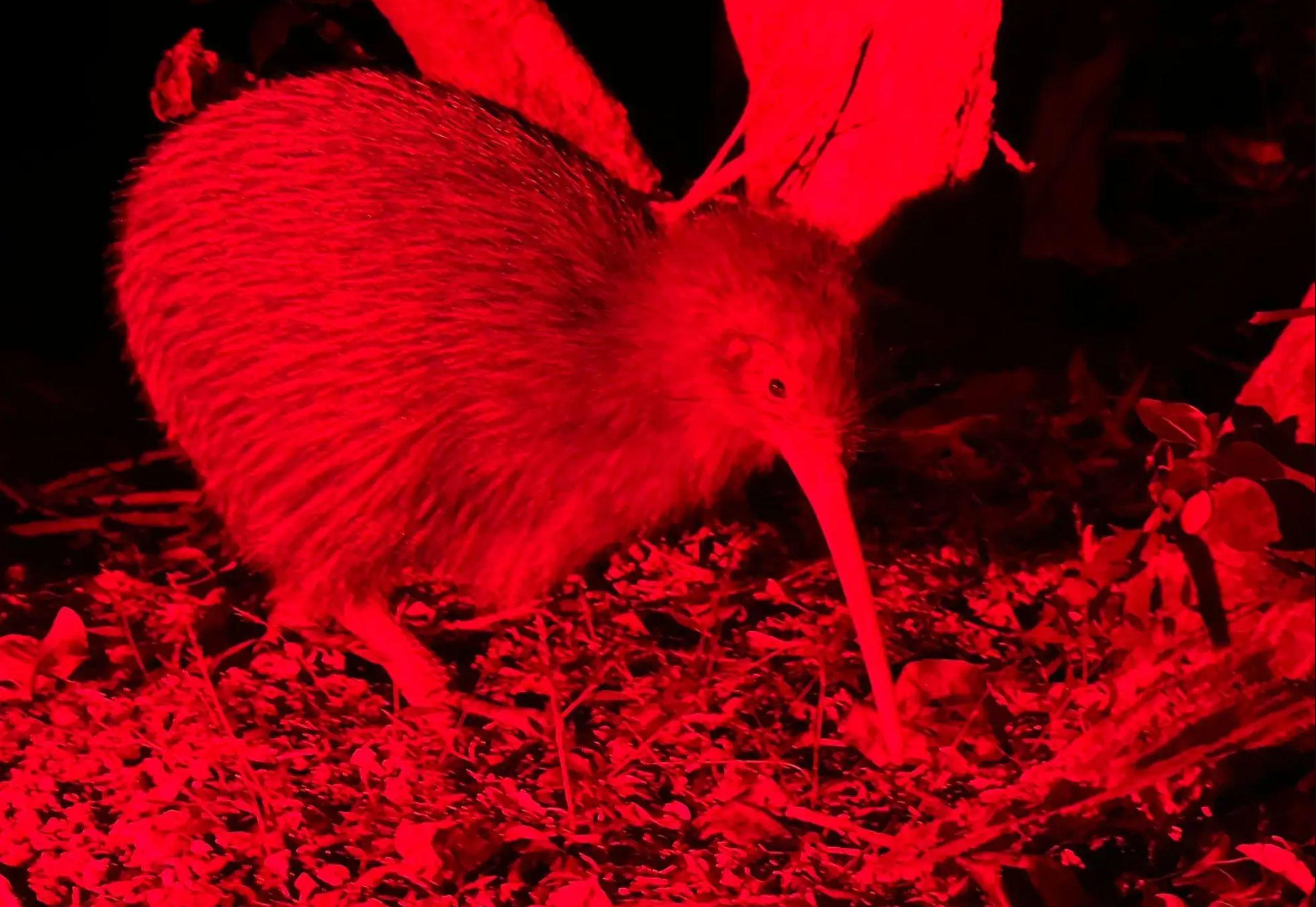 Wild kiwi spotting walk at Tāwharanui Regional Park — image 4